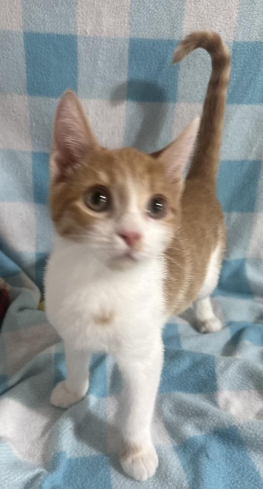 Enlarge Freddy Purrcury, a Adoptable mixed breed in Jackson, GA image 5/6