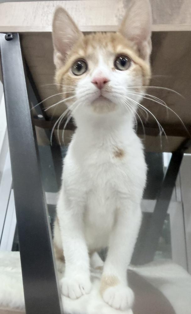 Enlarge Freddy Purrcury, a Adoptable mixed breed in Jackson, GA image 6/6