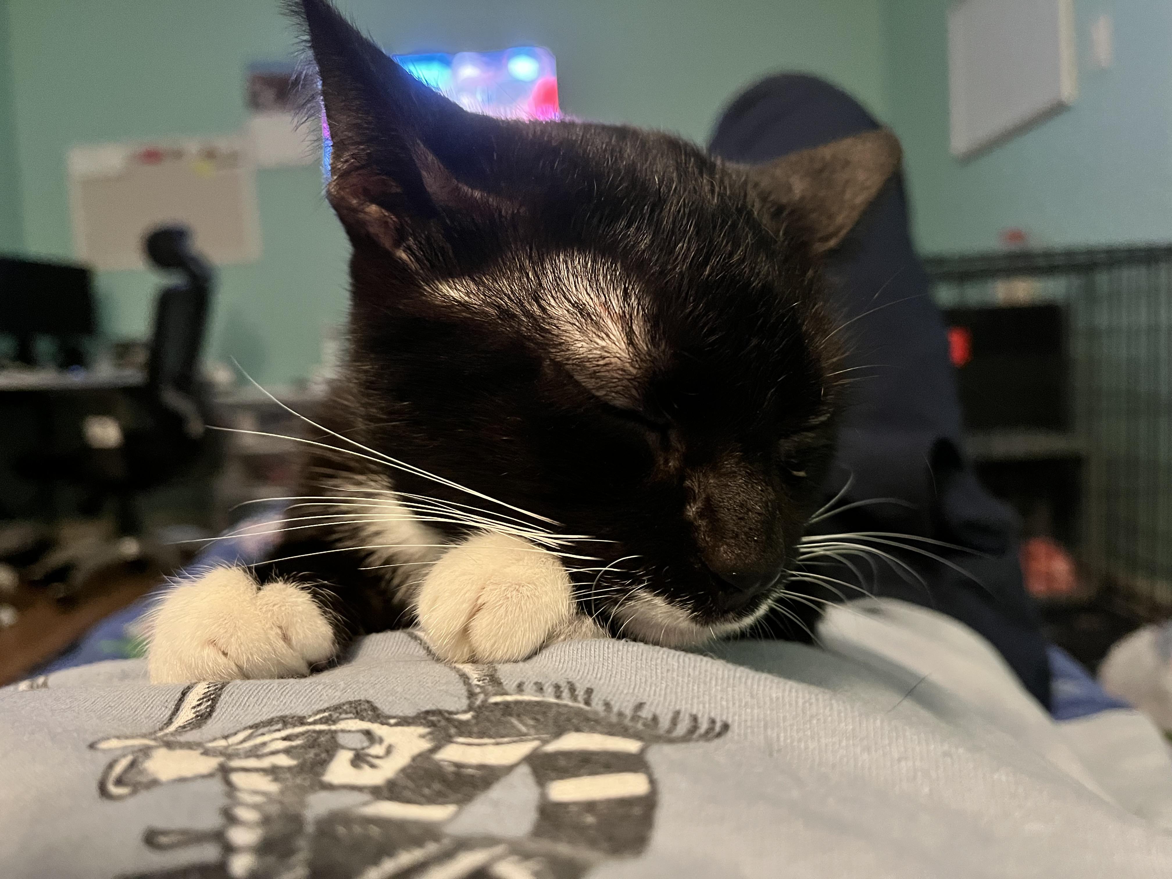 ALBERT WHISKERS -, a Adoptable Domestic Short Hair in Plano, TX image 5/5