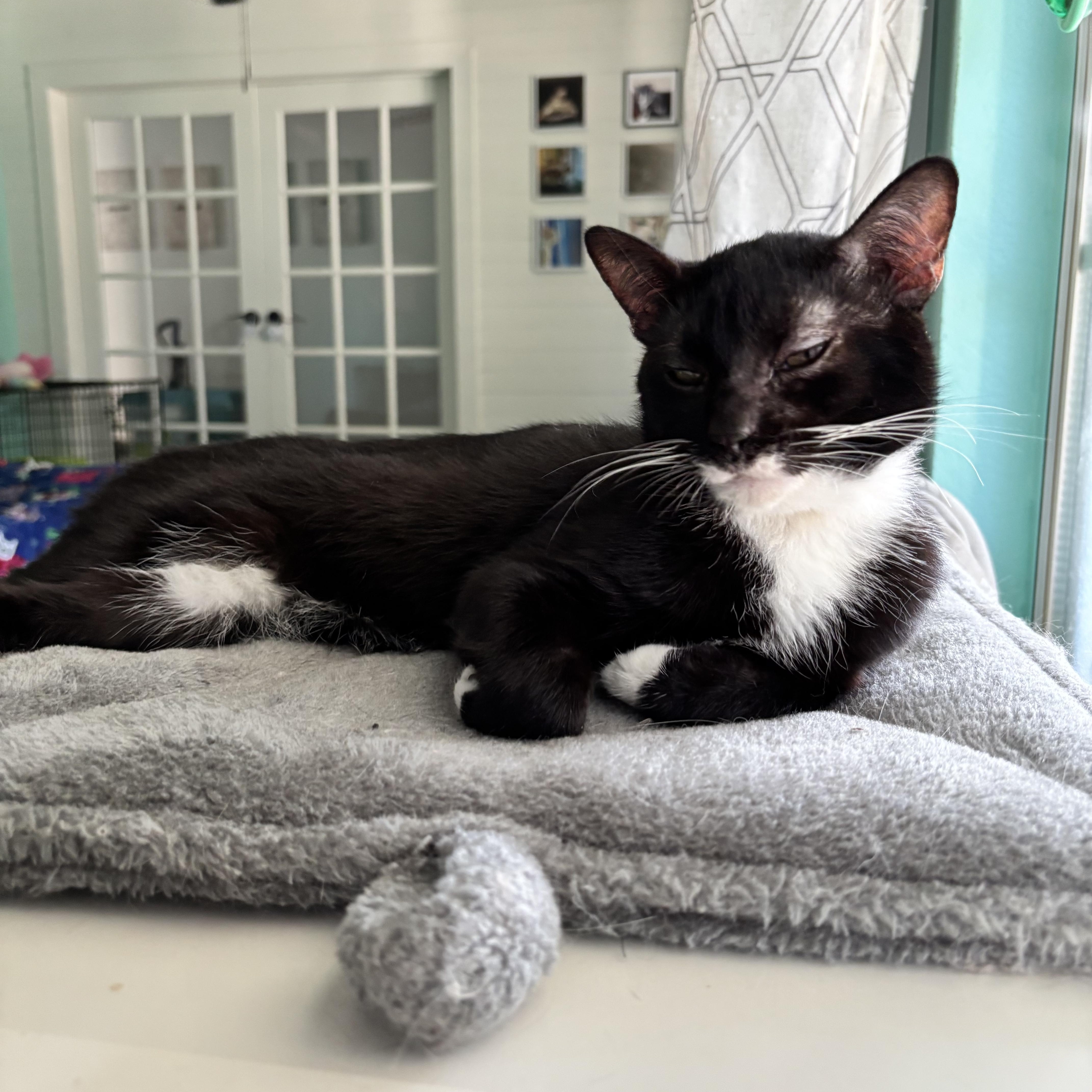 ALBERT WHISKERS -, a Adoptable Domestic Short Hair in Plano, TX image 4/5