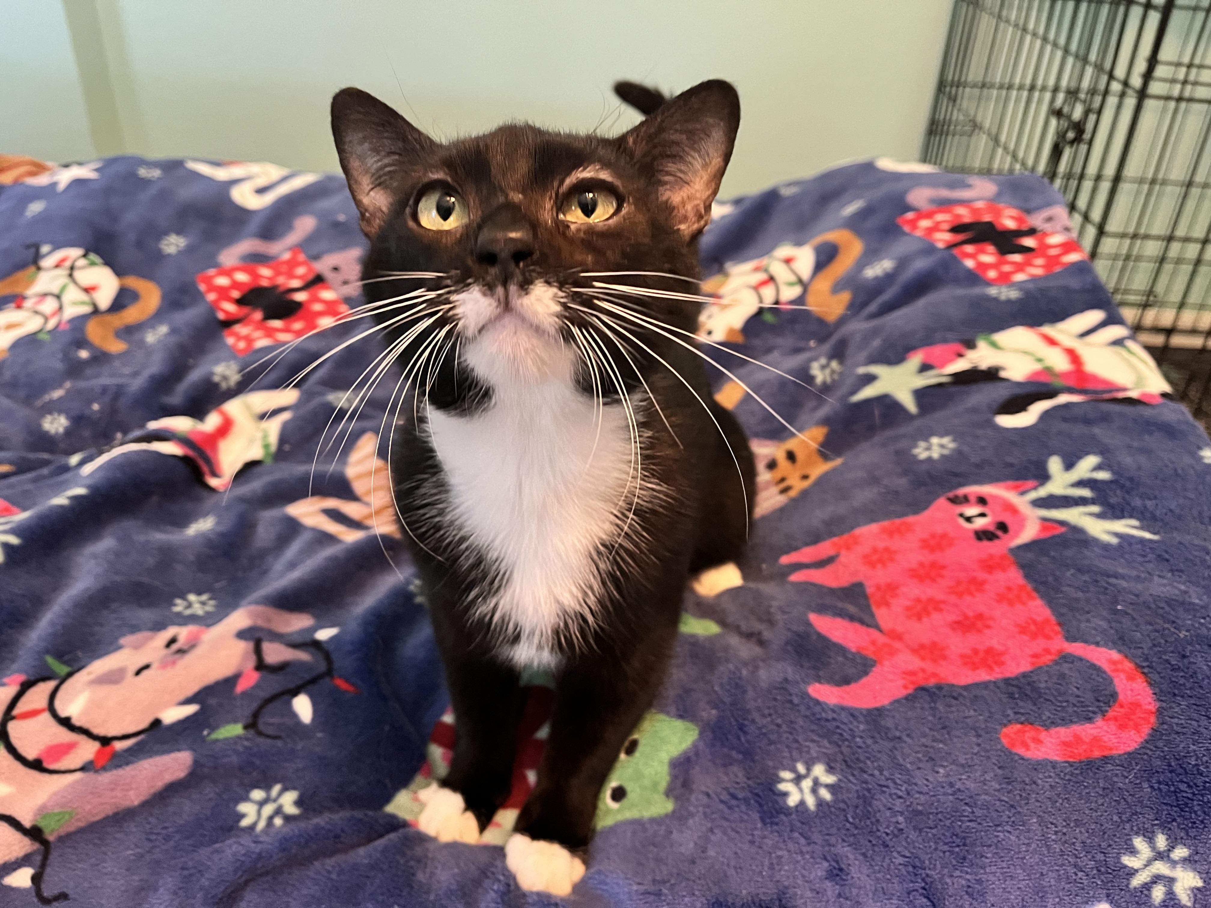 ALBERT WHISKERS -, a Adoptable Domestic Short Hair in Plano, TX image 2/5
