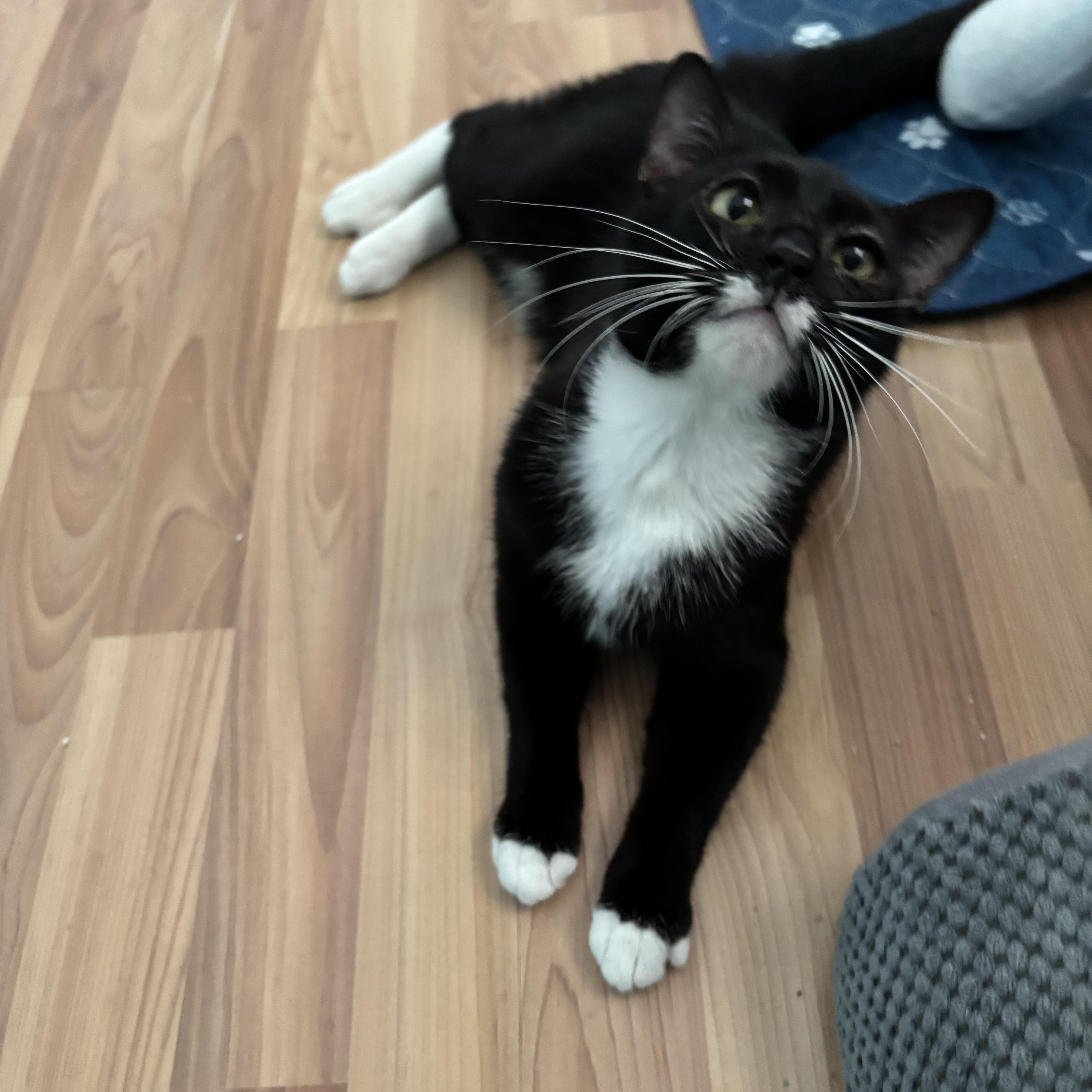 ALBERT WHISKERS -, a Adoptable Domestic Short Hair in Plano, TX image 3/5