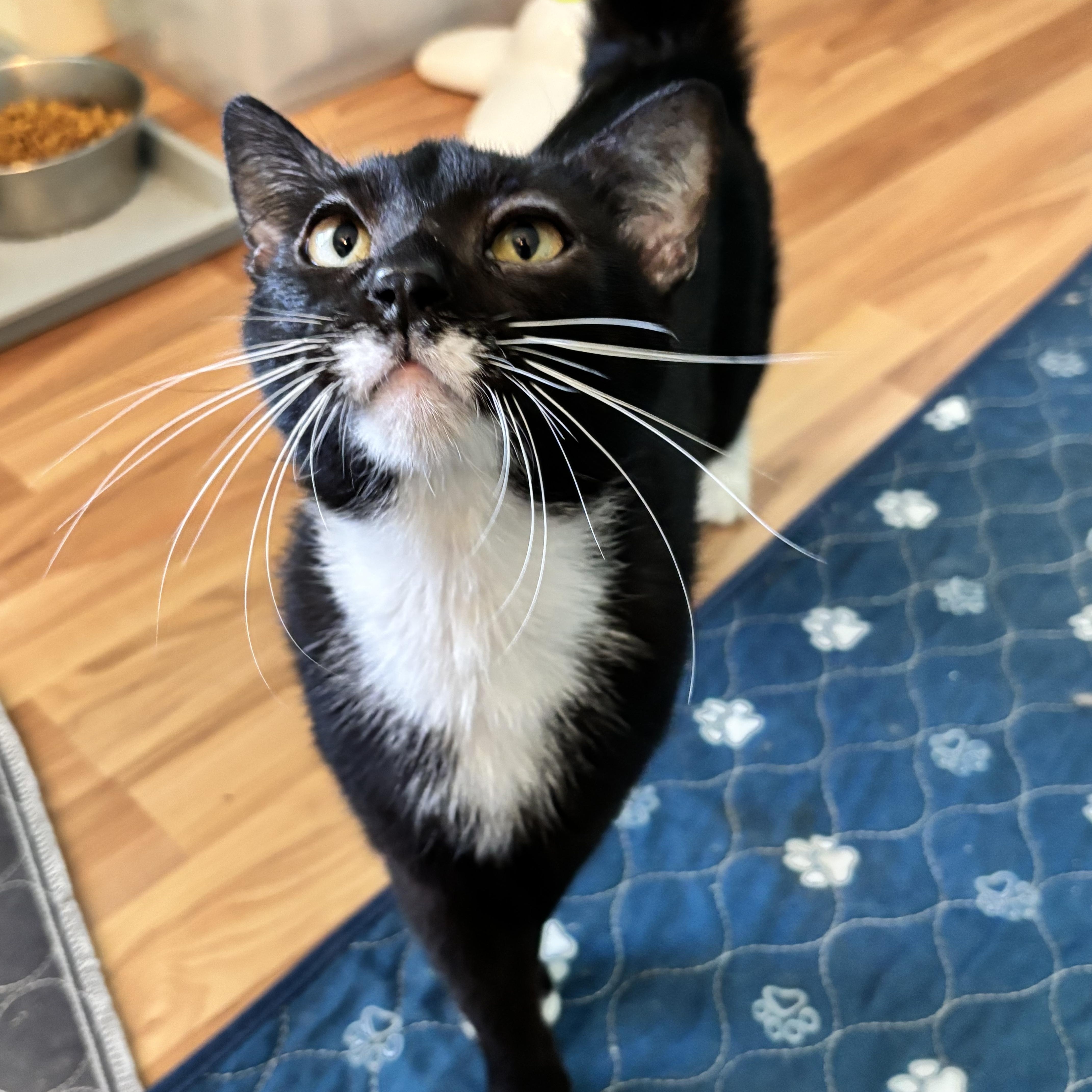 ALBERT WHISKERS -, a Adoptable Domestic Short Hair in Plano, TX image 1/5