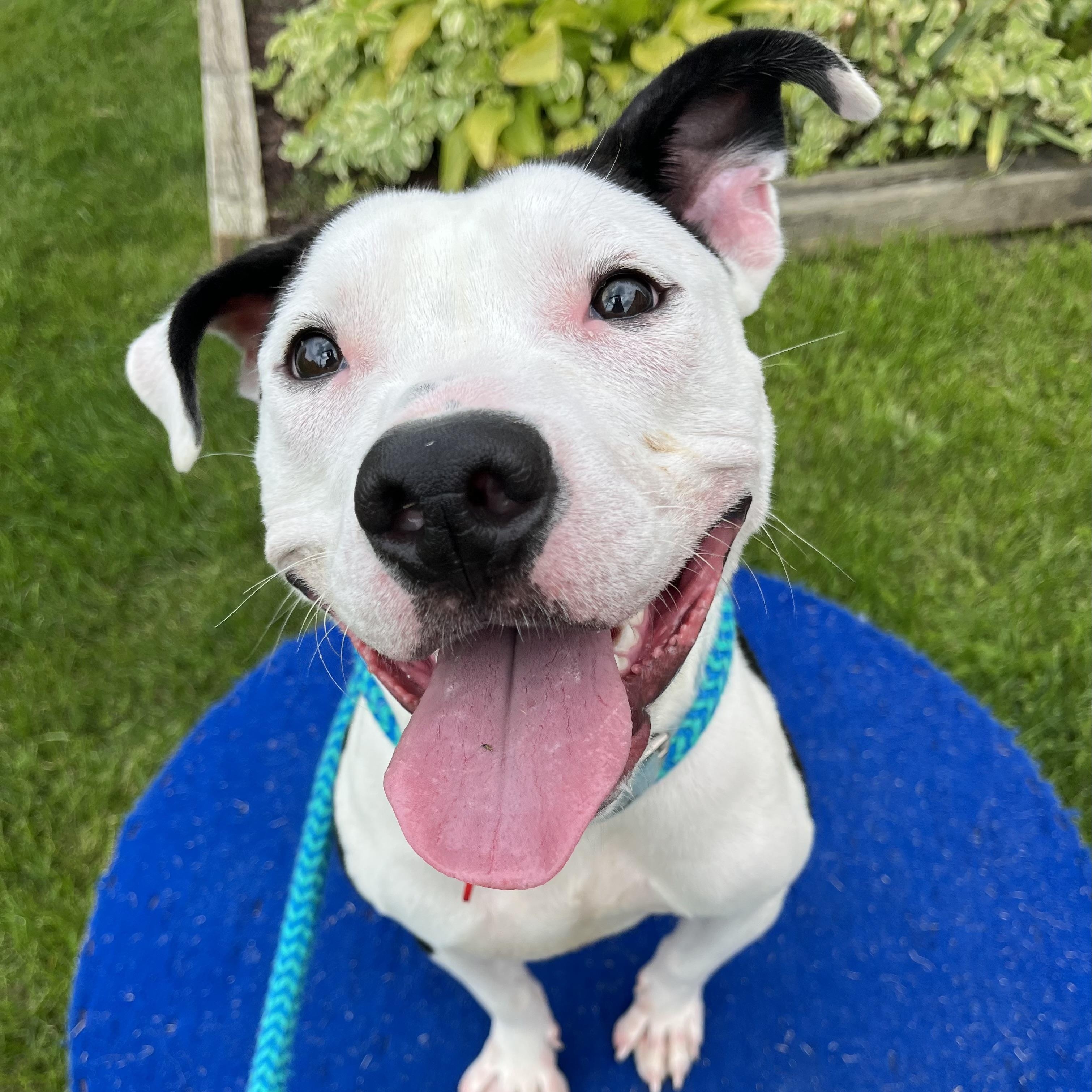 Yeehaw, Adoptable, Young Male Mixed Breed.