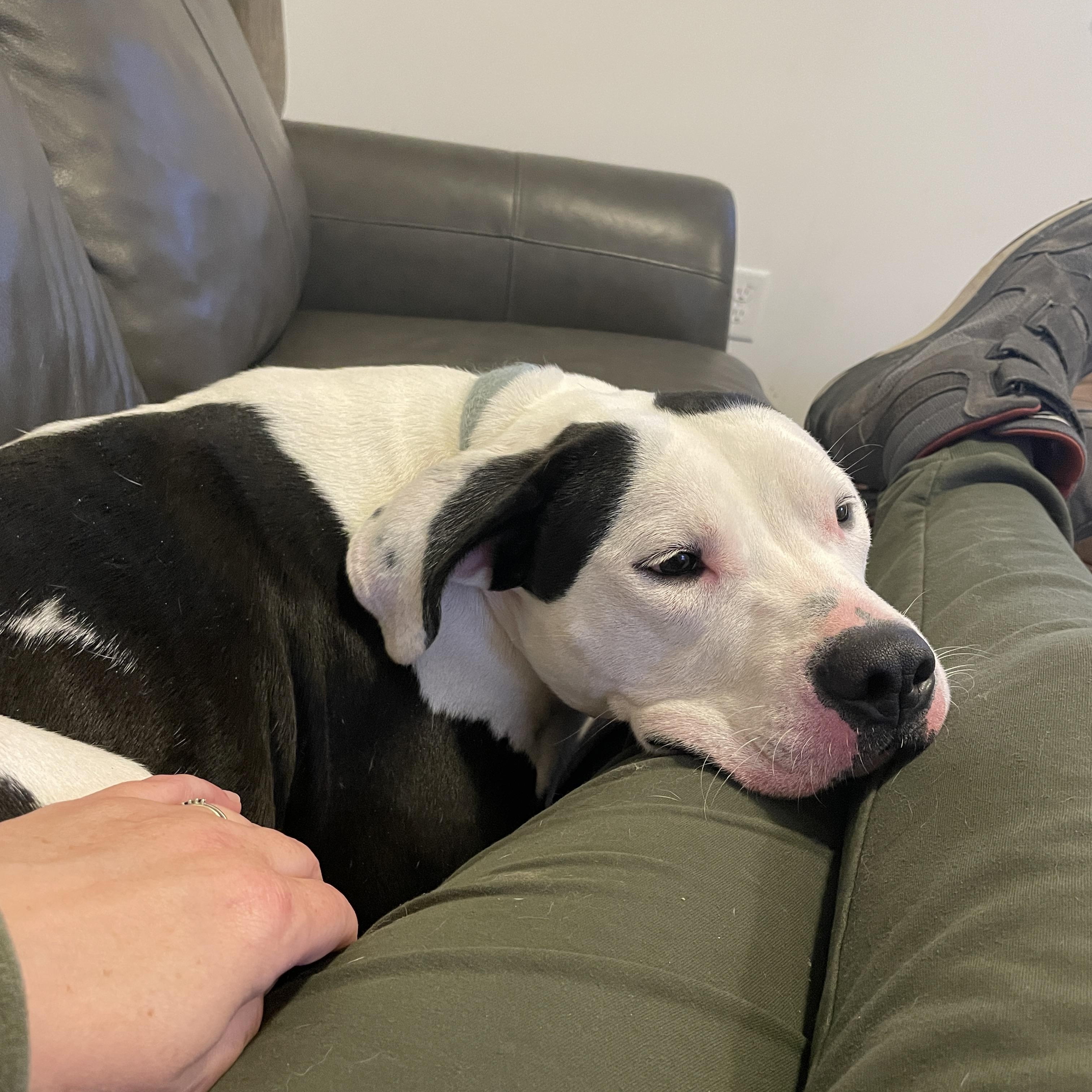 Yeehaw, a Adoptable Mixed Breed image 2/6