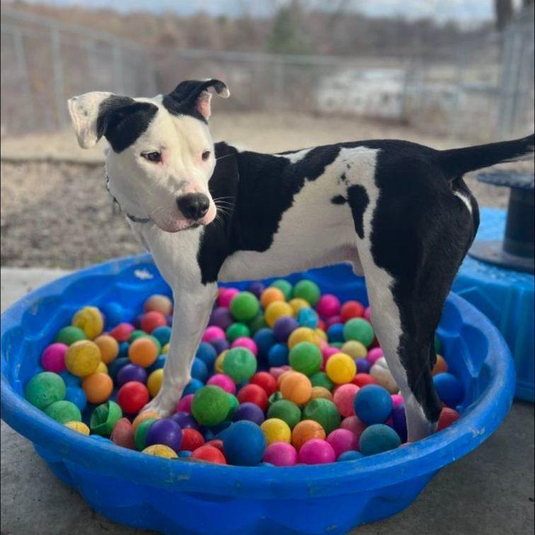 Yeehaw, a Adoptable Mixed Breed image 3/6