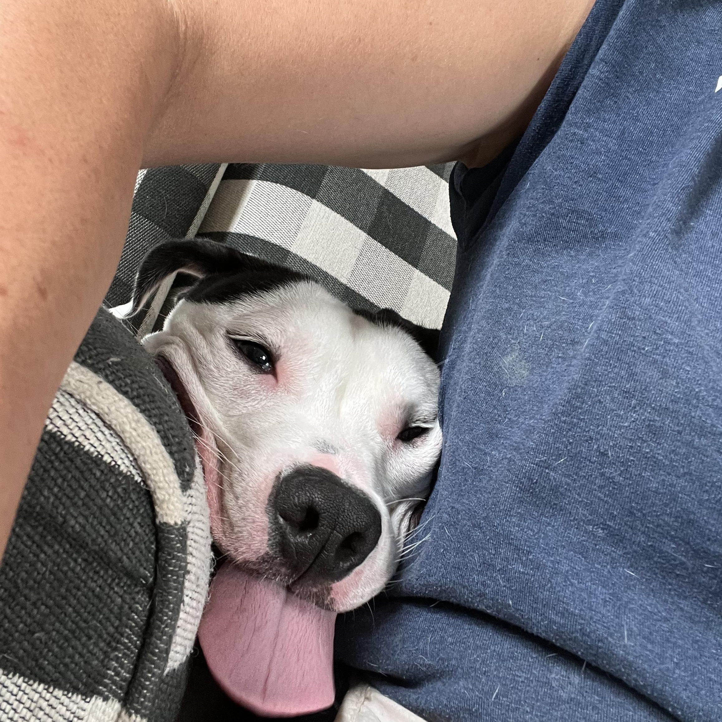 Yeehaw, a Adoptable Mixed Breed image 4/6