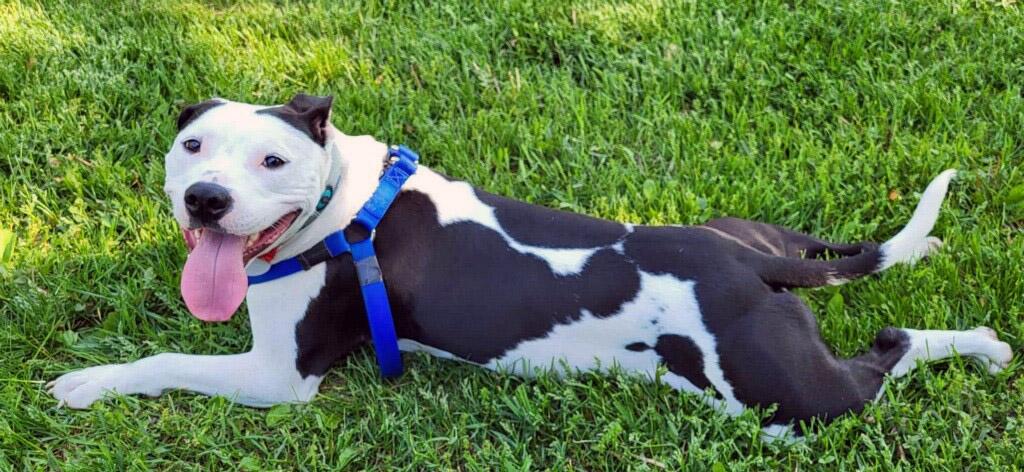 Yeehaw, a Adoptable Mixed Breed image 5/6