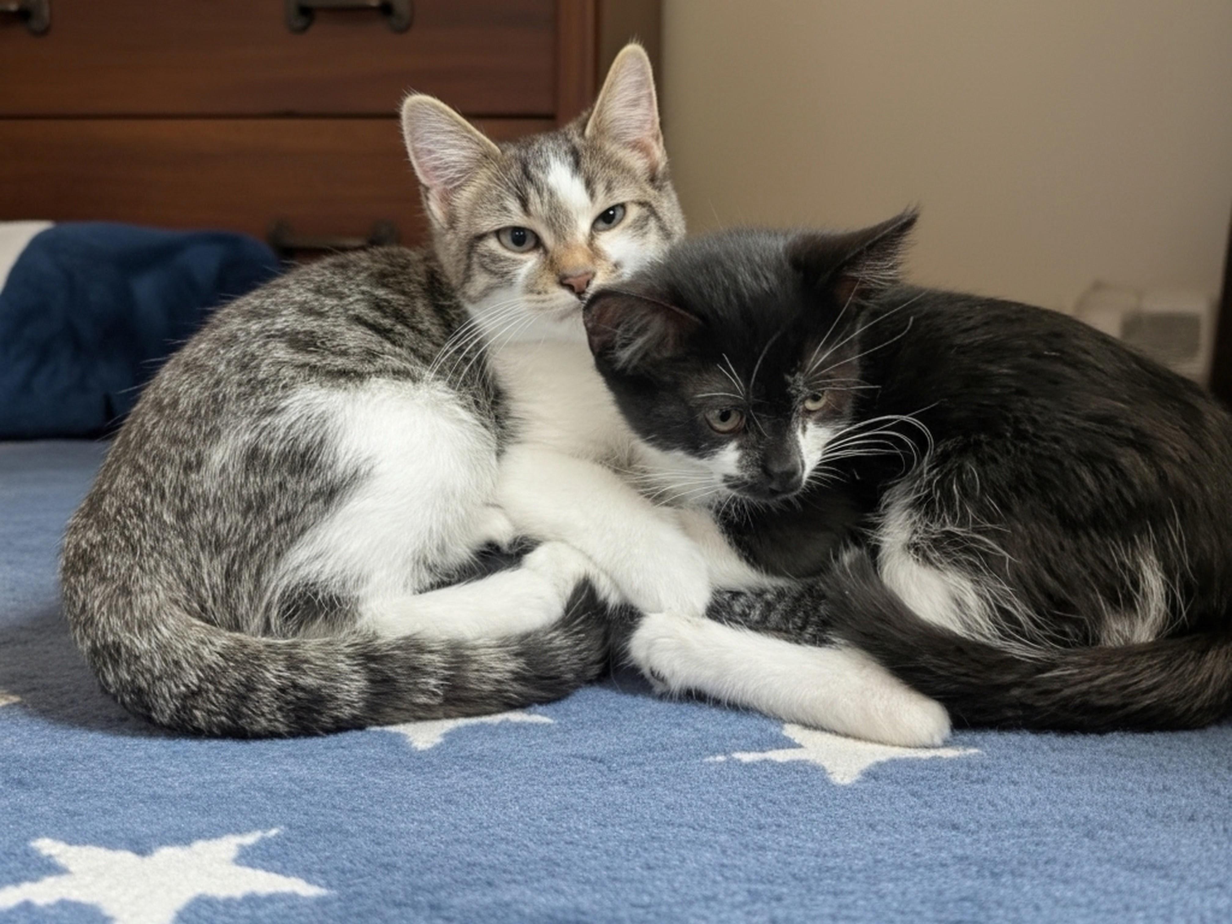 Enlarge Bernie, a Adopted Domestic Short Hair in Syosset, NY image 5/6
