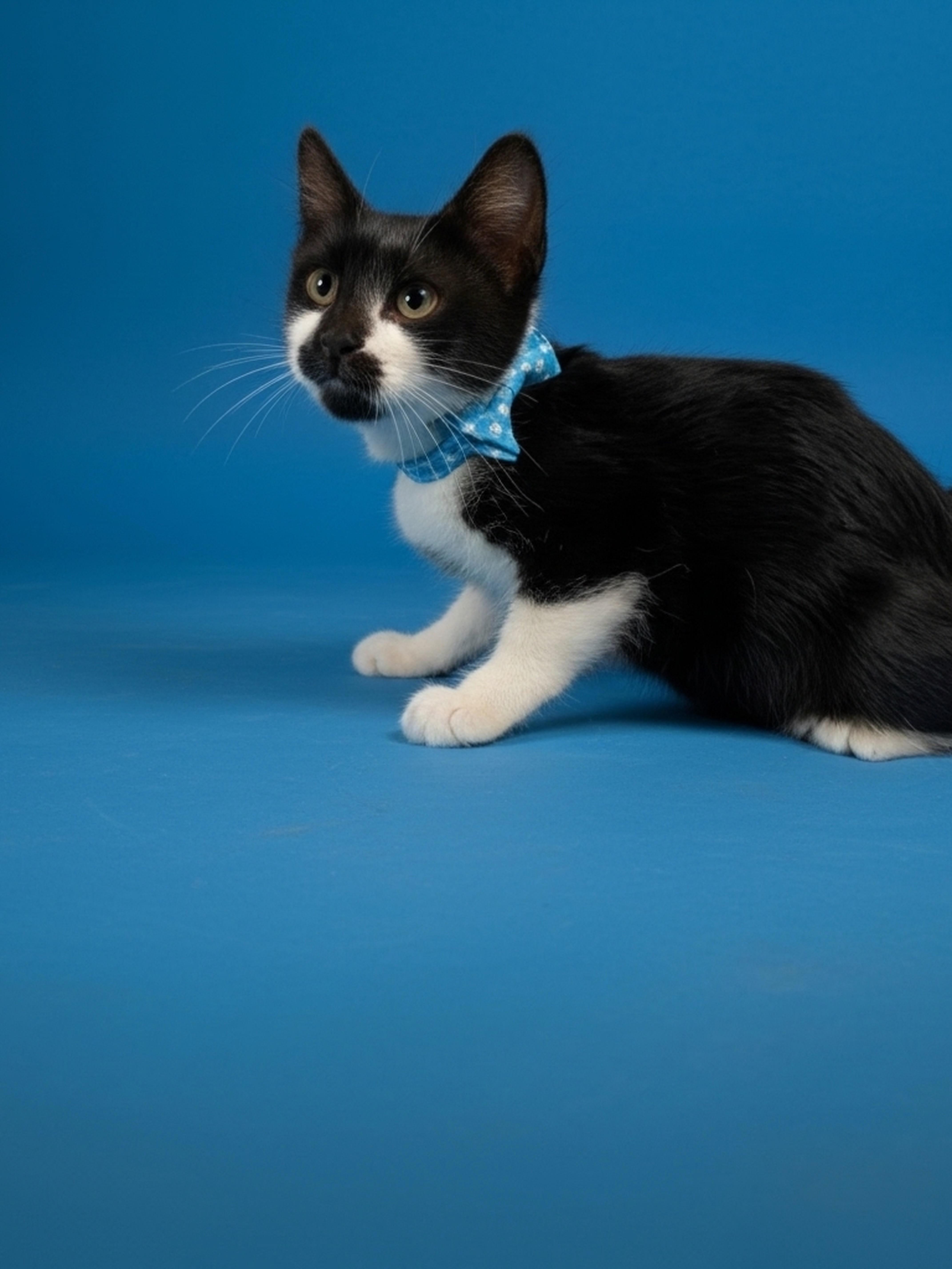 Enlarge Bernie, a Adopted Domestic Short Hair in Syosset, NY image 3/6