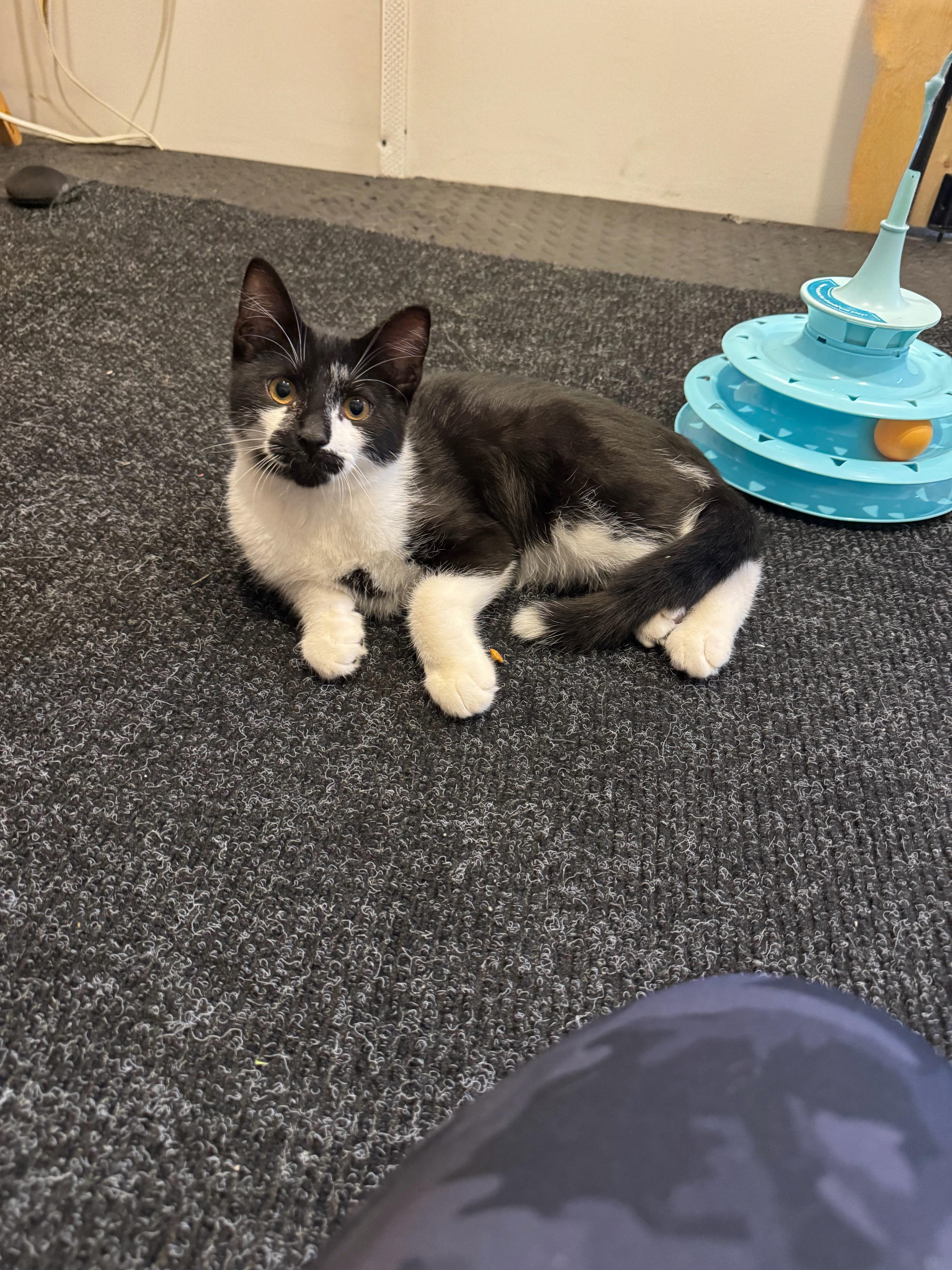 Enlarge Bernie, a Adopted Domestic Short Hair in Syosset, NY image 6/6