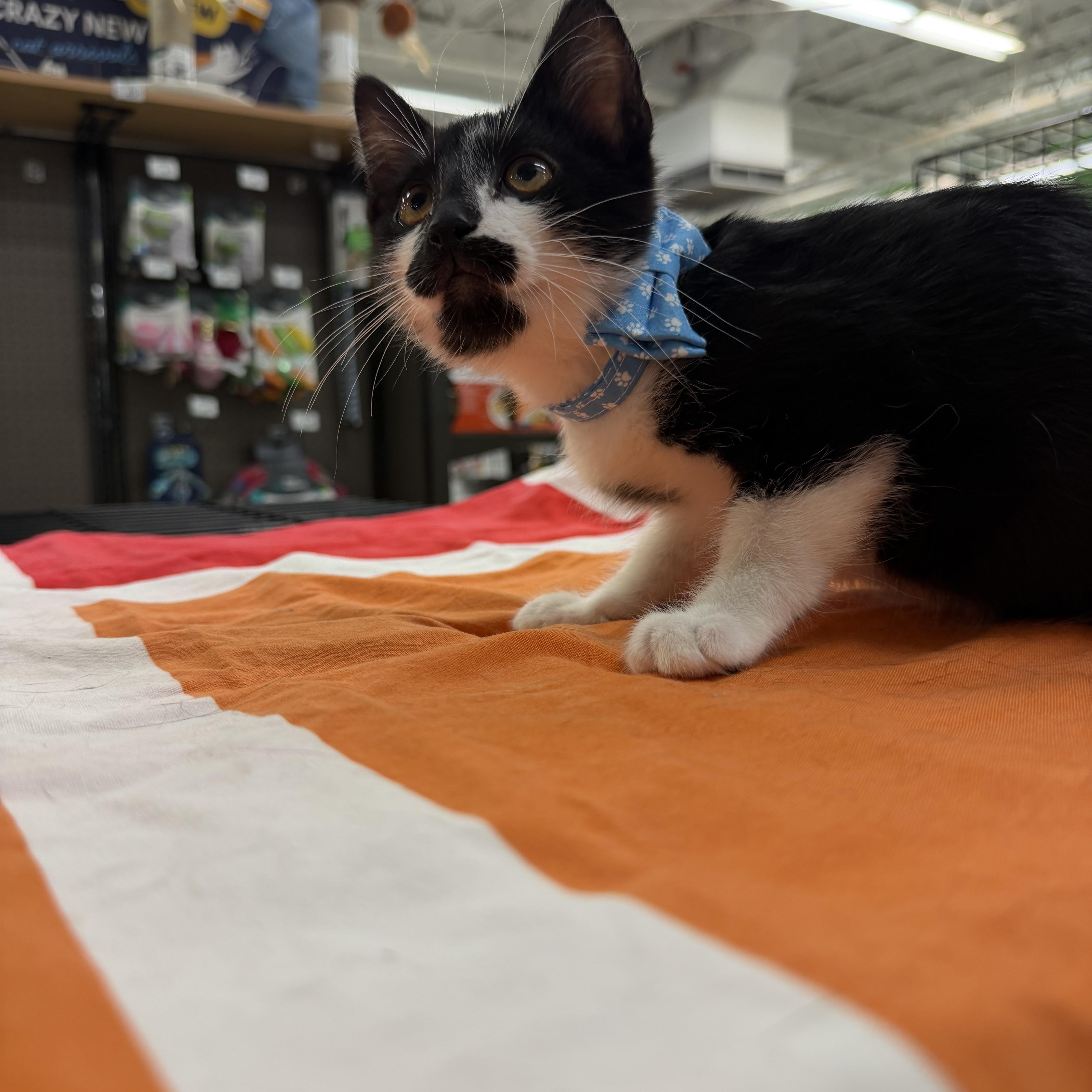 Enlarge Bernie, a Adopted Domestic Short Hair in Syosset, NY image 4/6