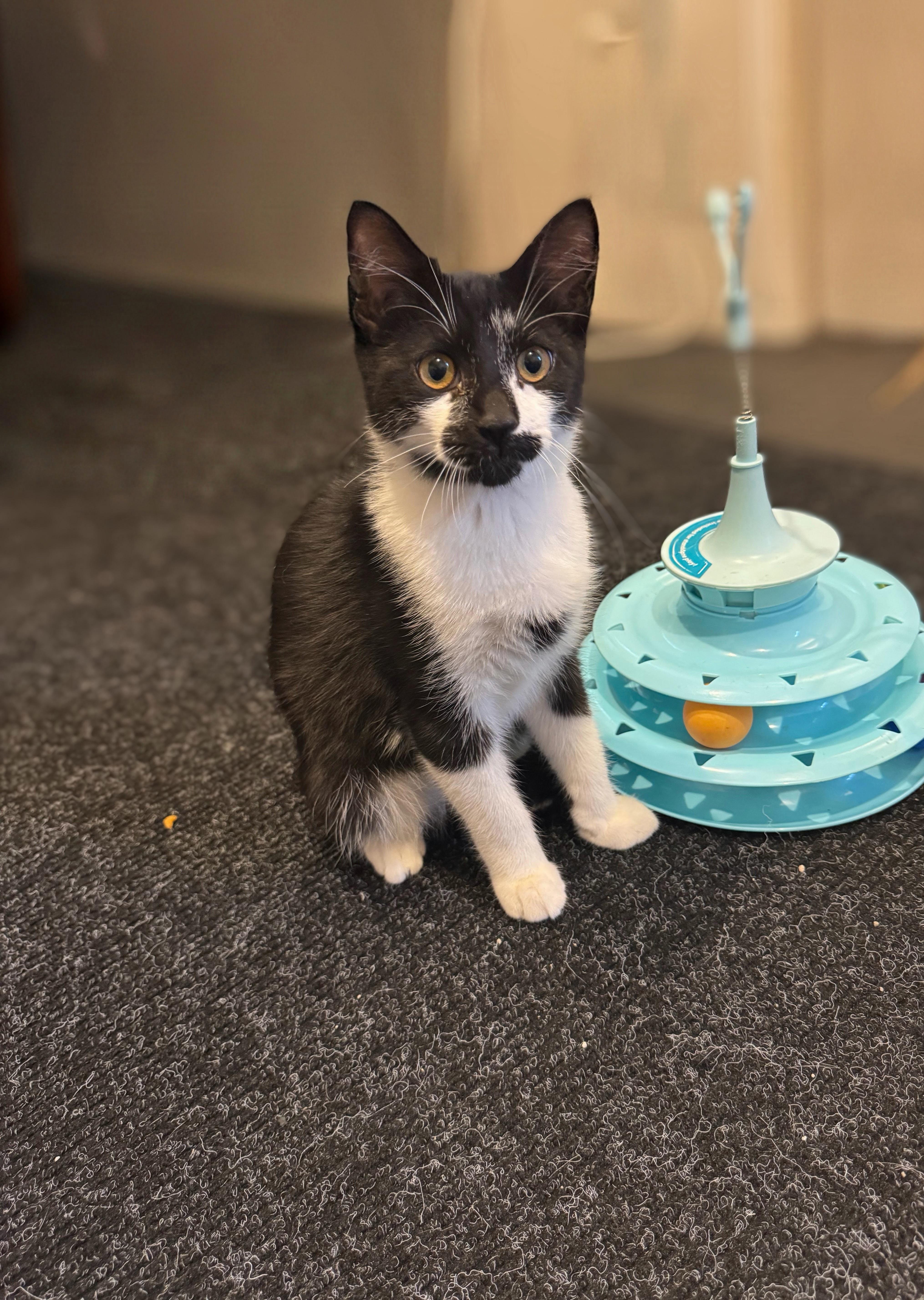 Bernie, Adopted, Kitten Male Domestic Short Hair.