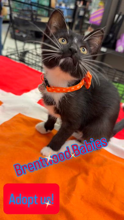 Enlarge Bernie, a Adopted Domestic Short Hair in Syosset, NY video 2/6
