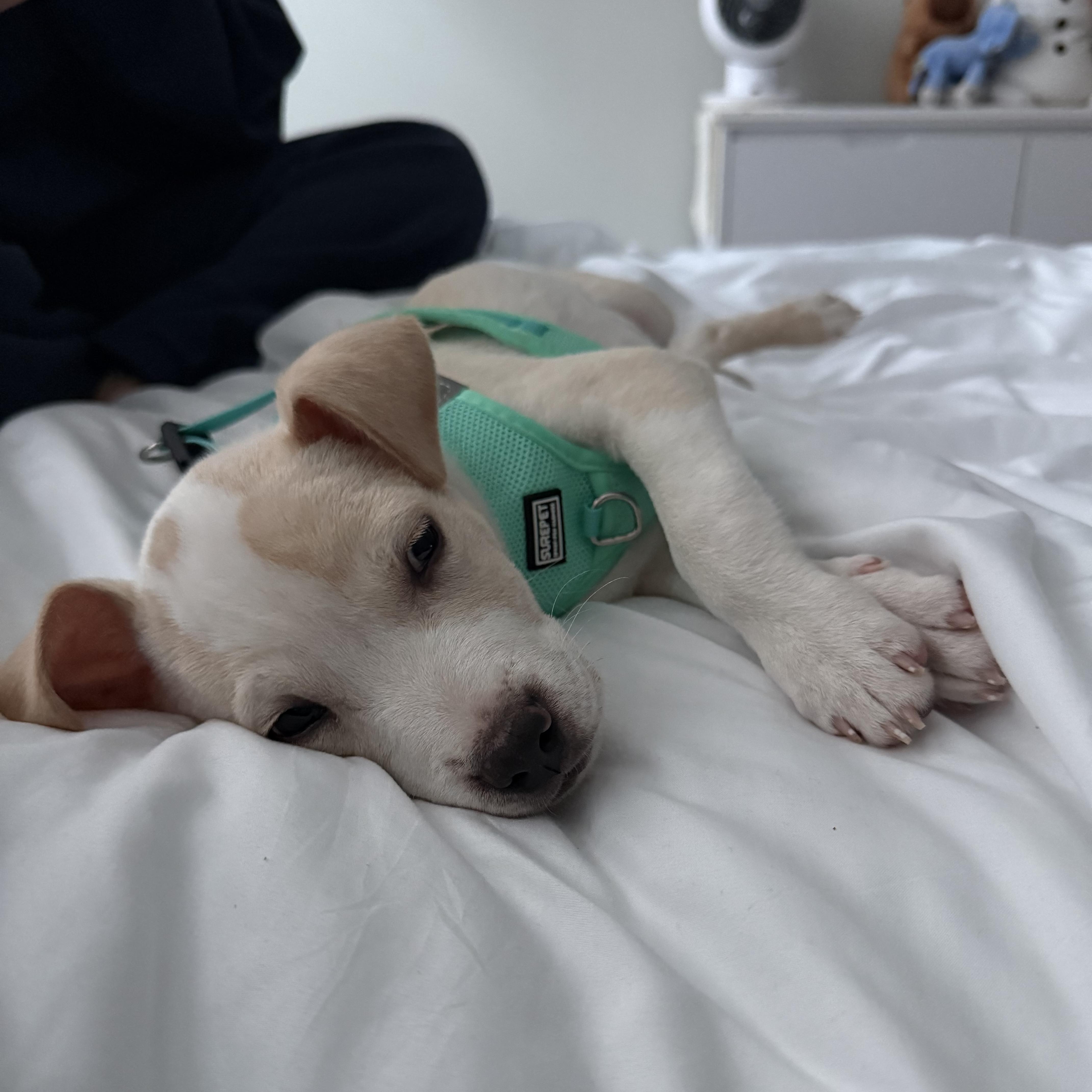 Kingsman — thumbnail 2