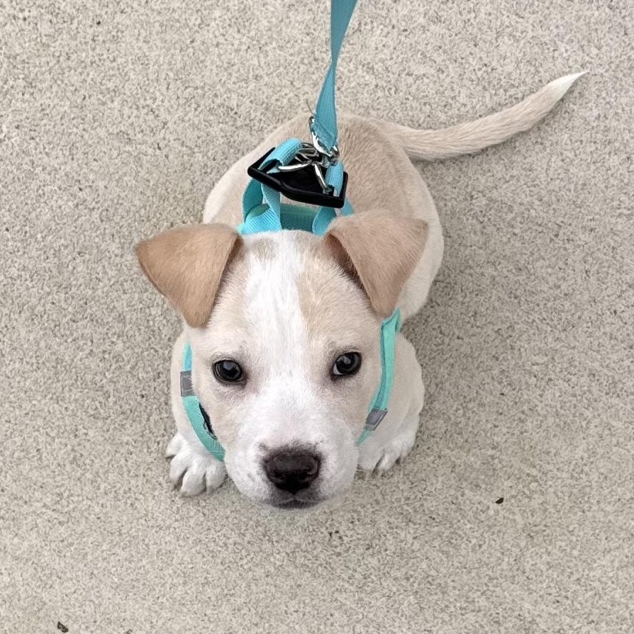 Kingsman — thumbnail 4