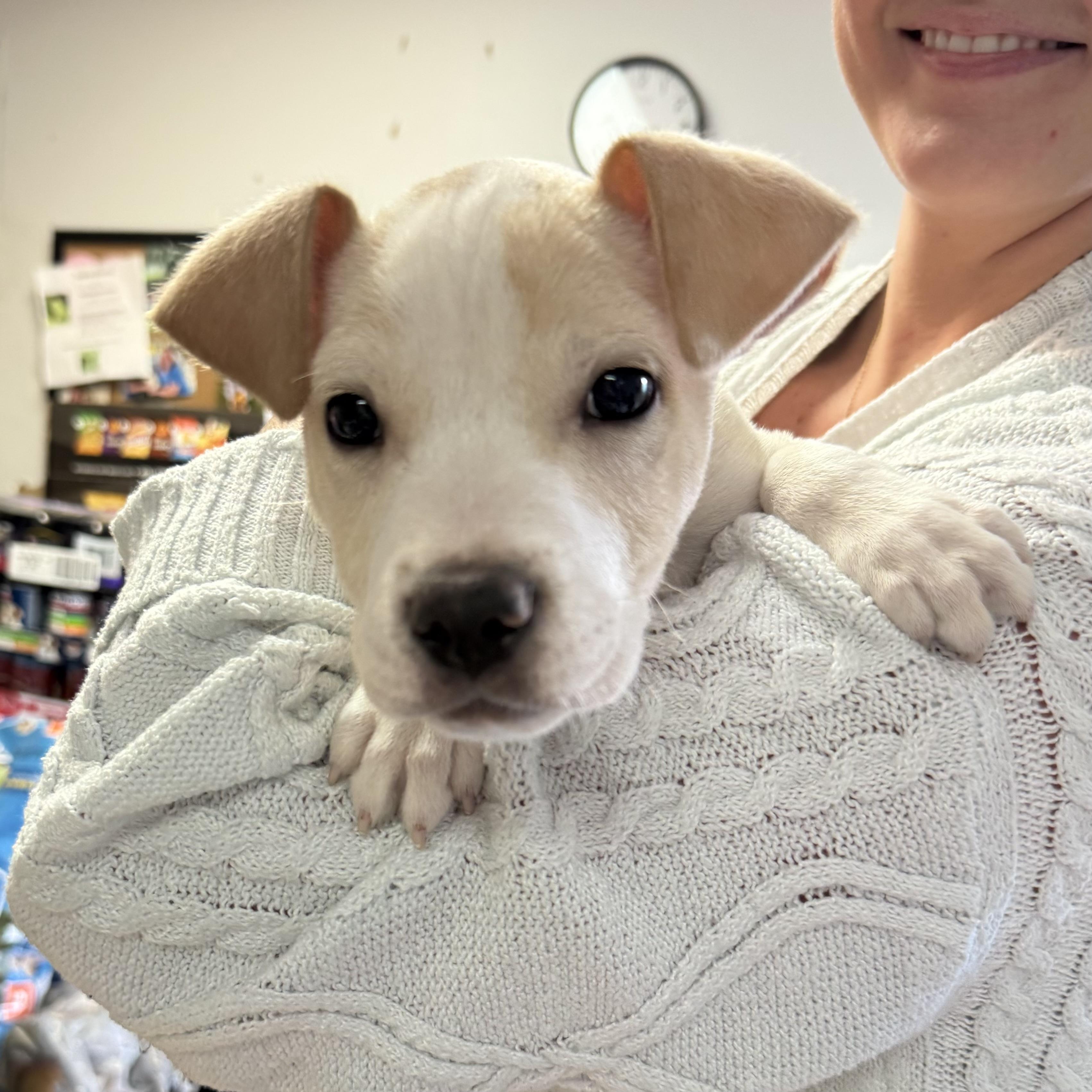 Kingsman — thumbnail 5