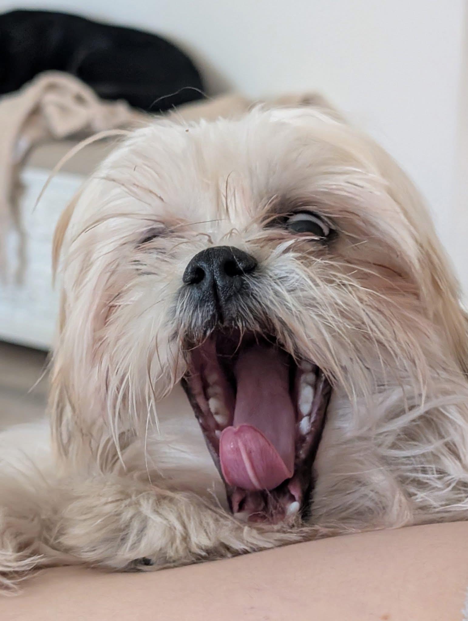 Bentley & Milo (bonded thumbnail 6