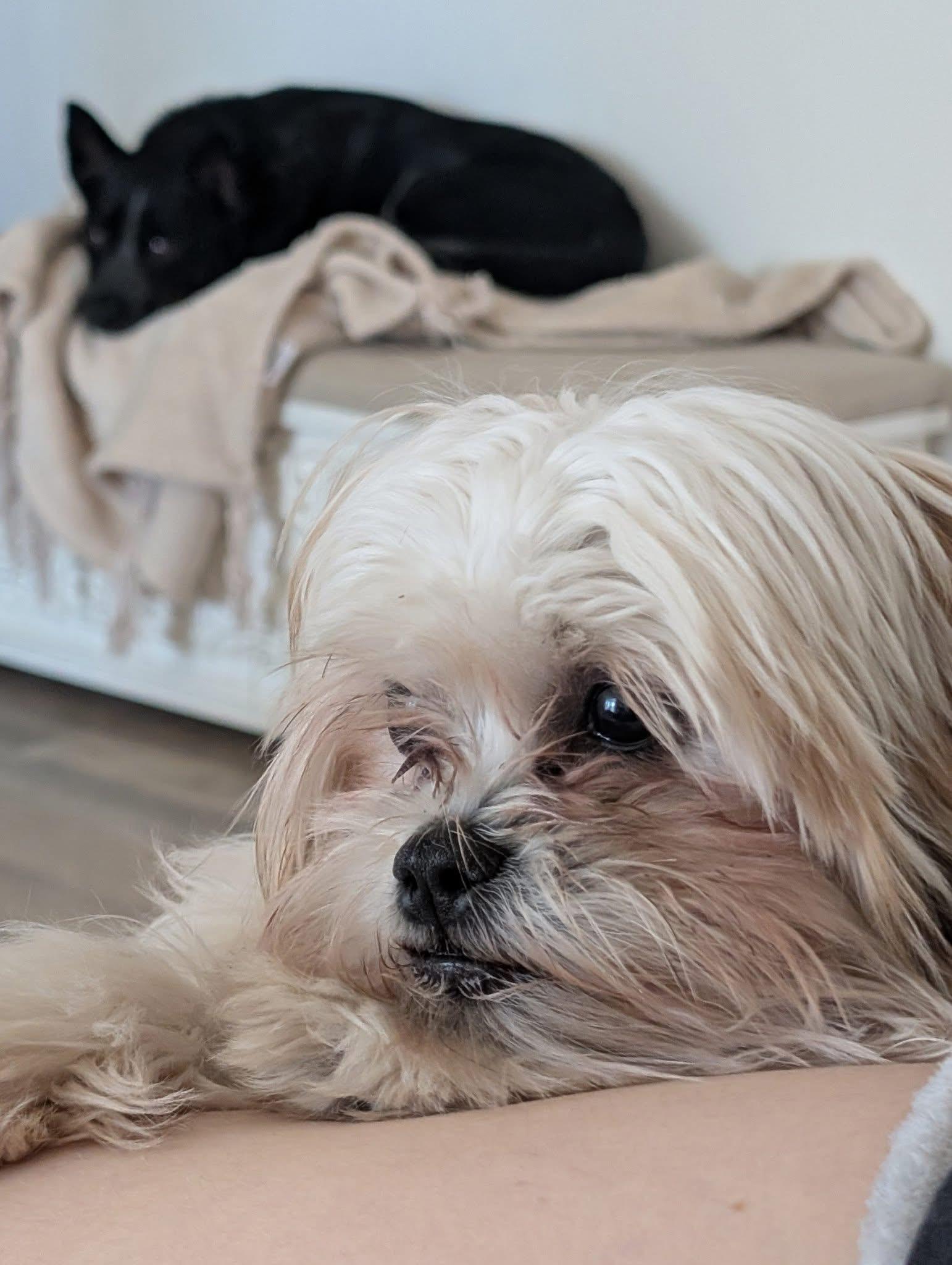 Bentley & Milo (bonded thumbnail 3