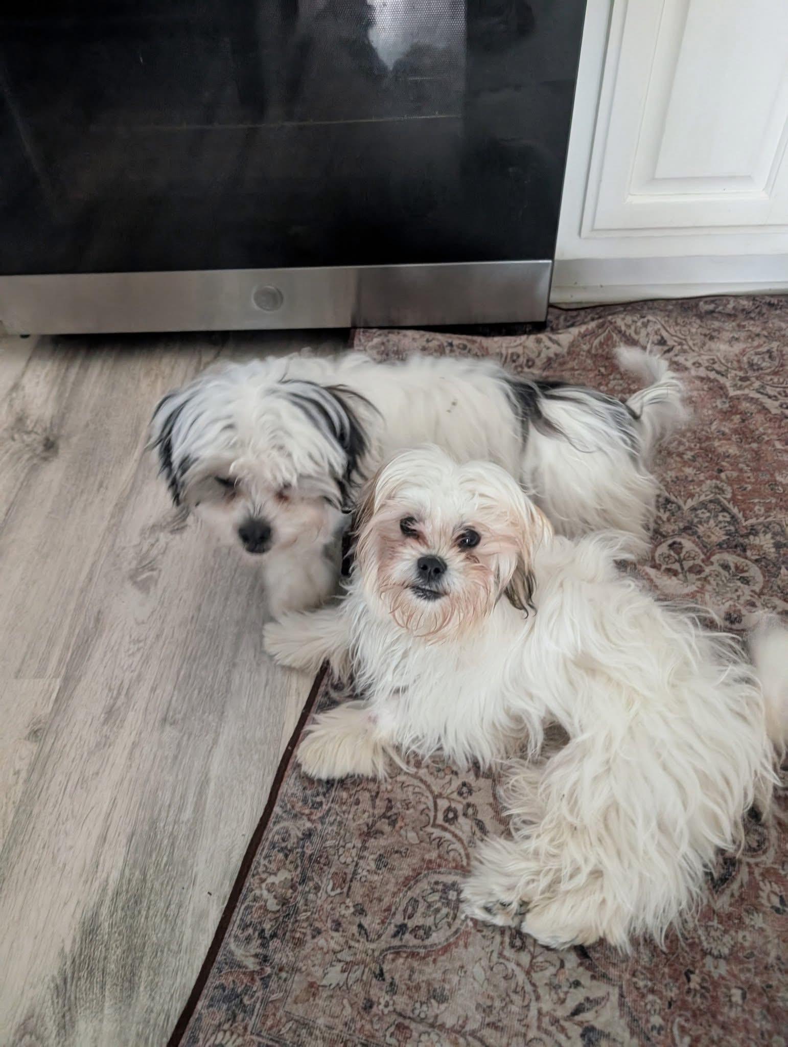 Bentley & Milo (bonded photo 1