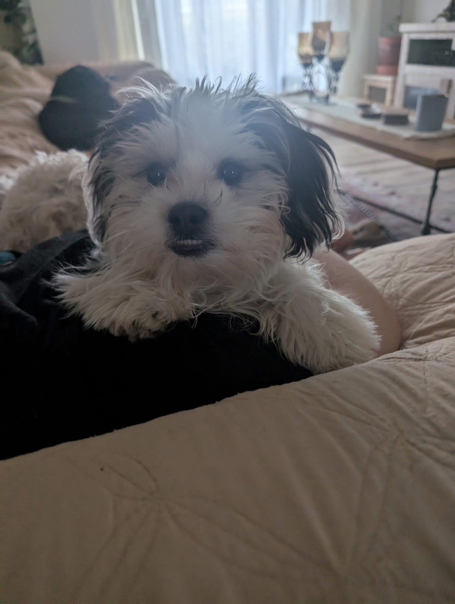 Bentley & Milo (bonded thumbnail 2