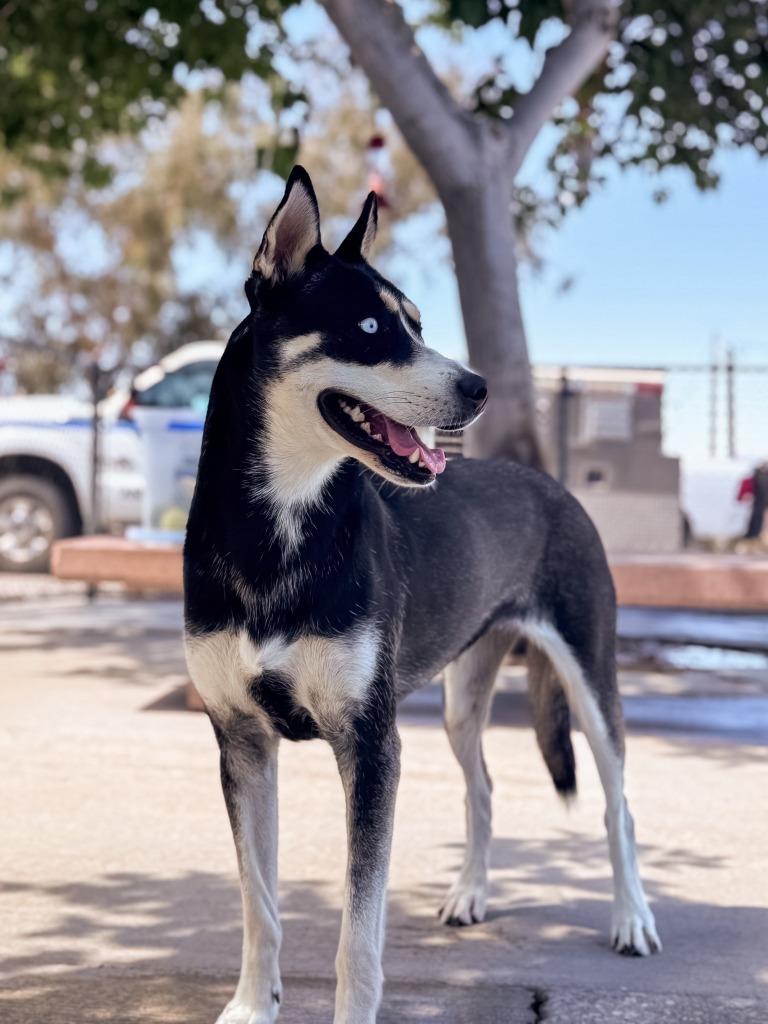 Enlarge Janet Wood, a Adoptable mixed breed in Twentynine Palms, CA image 1/6