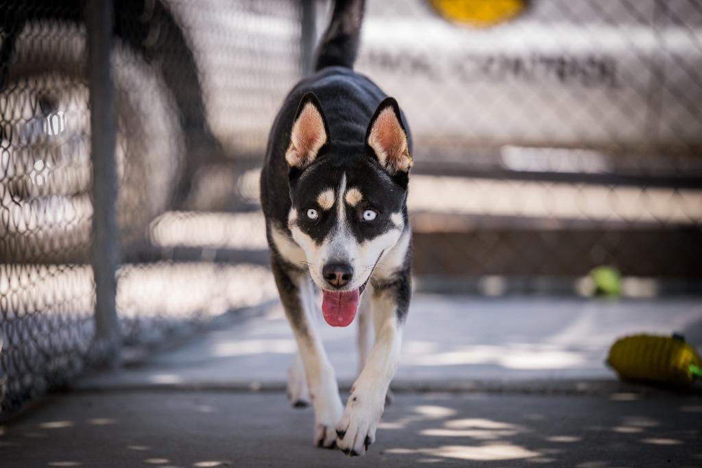 Enlarge Janet Wood, a Adoptable mixed breed in Twentynine Palms, CA image 2/6