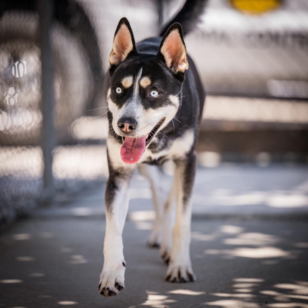 Enlarge Janet Wood, a Adoptable mixed breed in Twentynine Palms, CA image 3/6