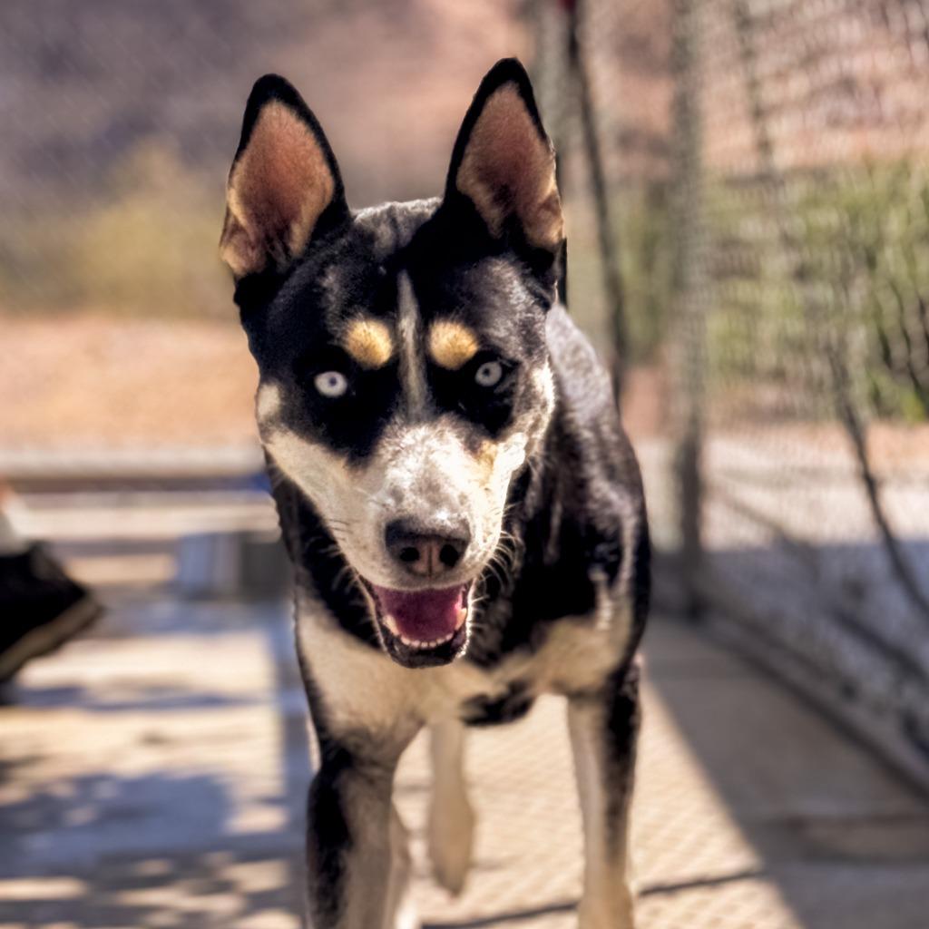 Enlarge Janet Wood, a Adoptable mixed breed in Twentynine Palms, CA image 4/6