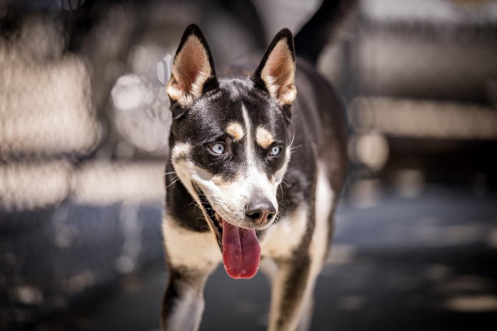 Enlarge Janet Wood, a Adoptable mixed breed in Twentynine Palms, CA image 5/6