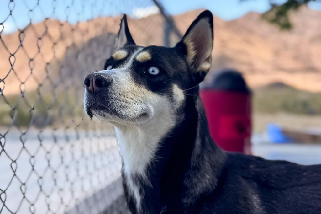Enlarge Janet Wood, a Adoptable mixed breed in Twentynine Palms, CA image 6/6