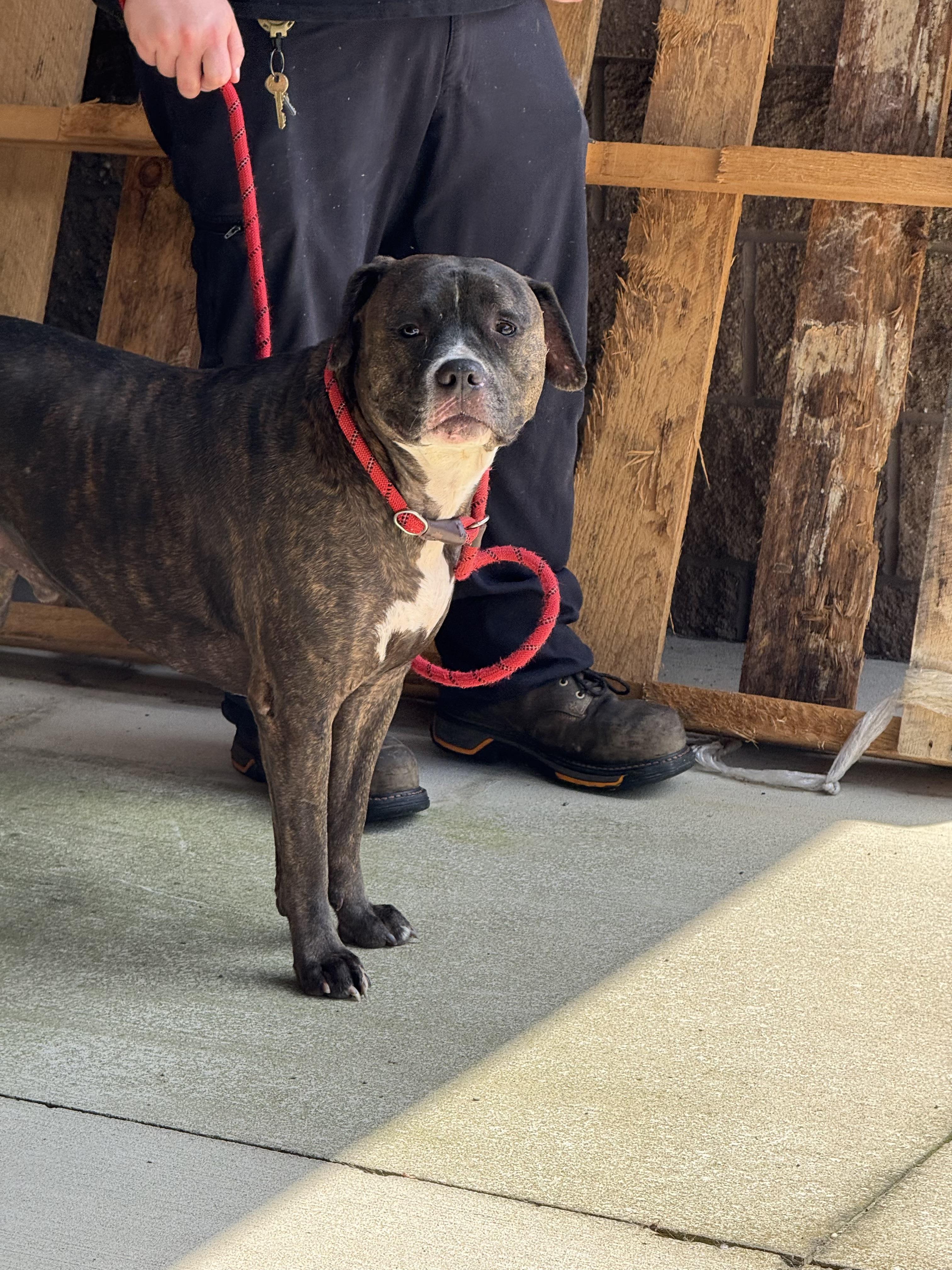 Nash, a Adoptable mixed breed in Youngstown, OH image 4/4