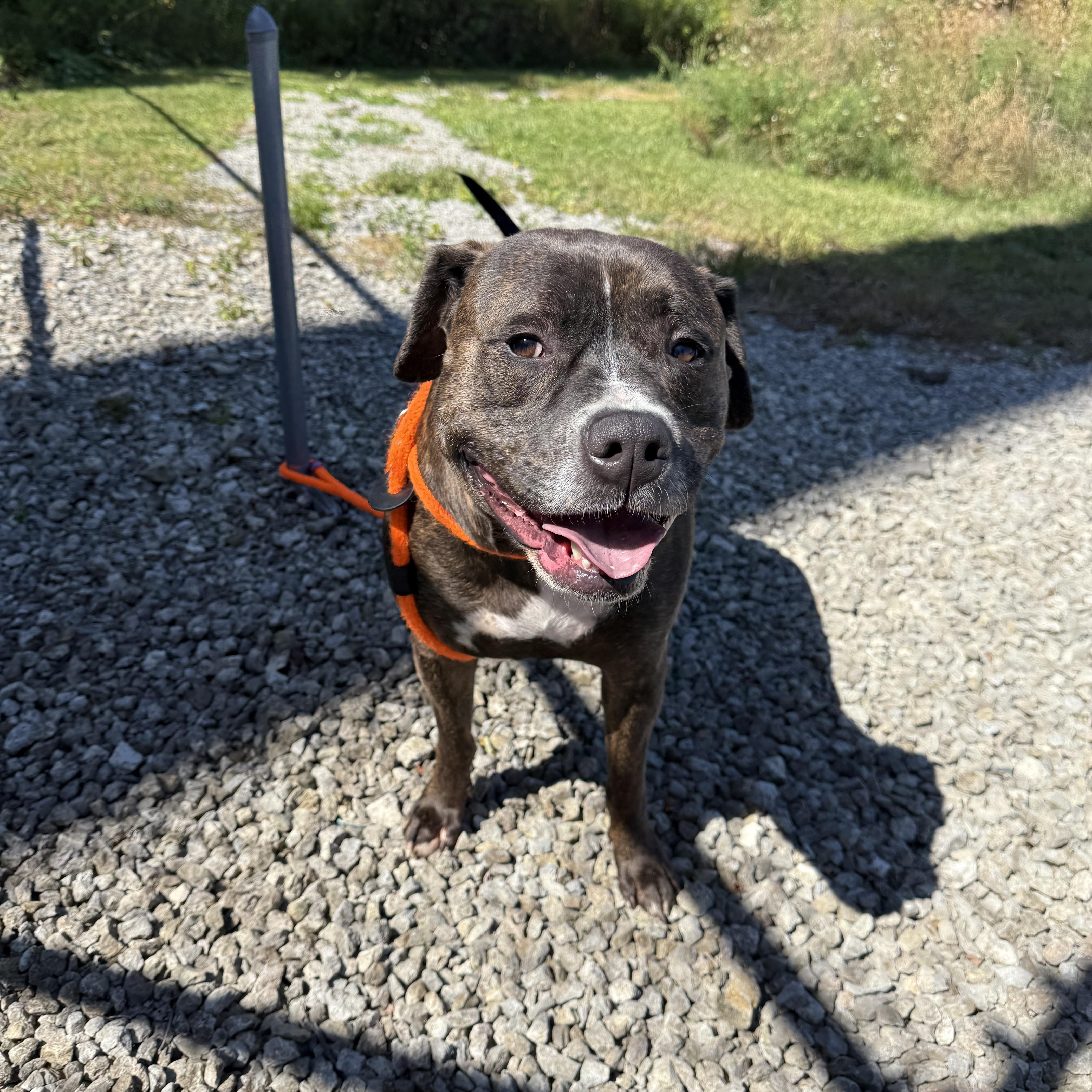 Nash, a Adoptable mixed breed in Youngstown, OH image 2/4