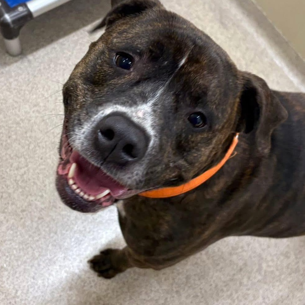 Nash, a Adoptable mixed breed in Youngstown, OH image 1/4