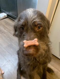 Atari  (Community Assist), adopted, Adult Male Labradoodle.