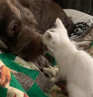 Enlarge Atari  (Community Assist), an adopted Labradoodle in Marion, NC image 2/3