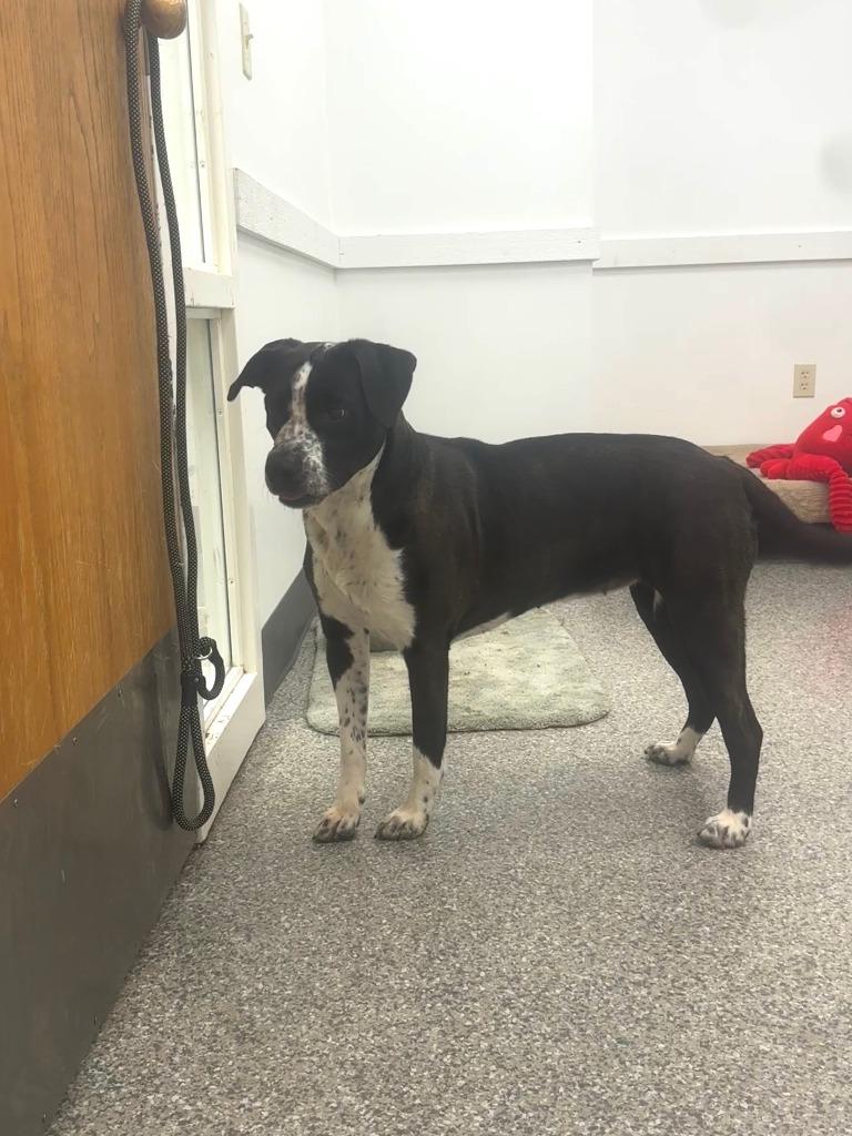 Enlarge Anna, a Adopted Hound in Findlay, OH image 1/4