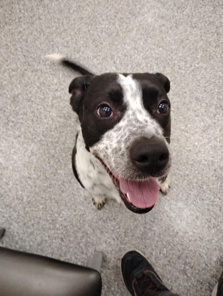 Enlarge Anna, a Adopted Hound in Findlay, OH image 2/4