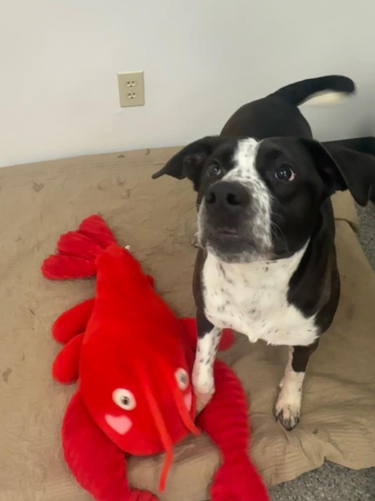 Enlarge Anna, a Adopted Hound in Findlay, OH image 3/4