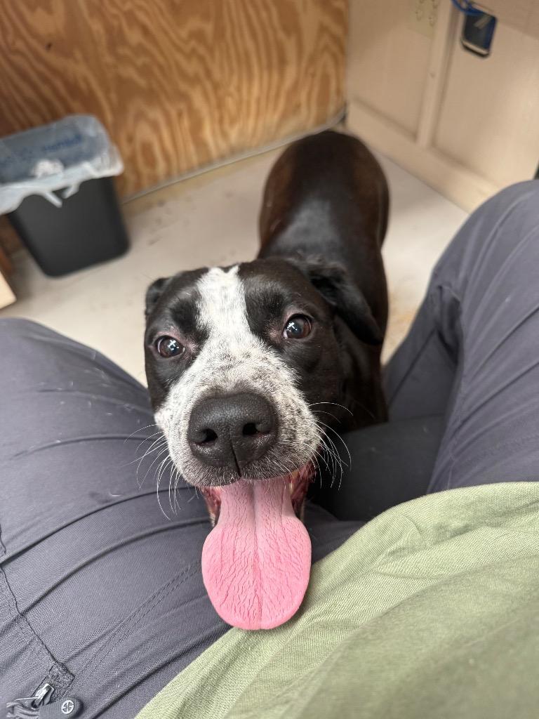 Enlarge Anna, a Adopted Hound in Findlay, OH image 4/4