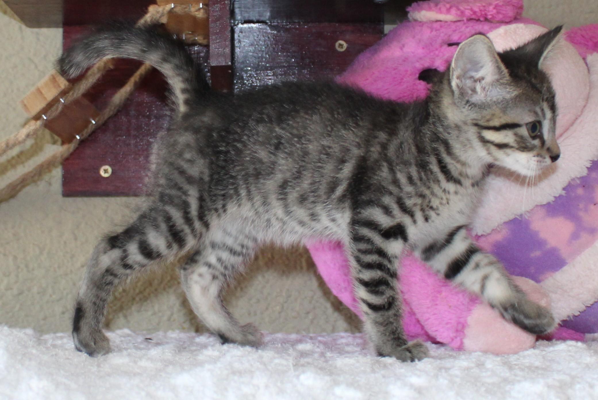 Ember, a Adoptable mixed breed in Huron, SD image 3/4