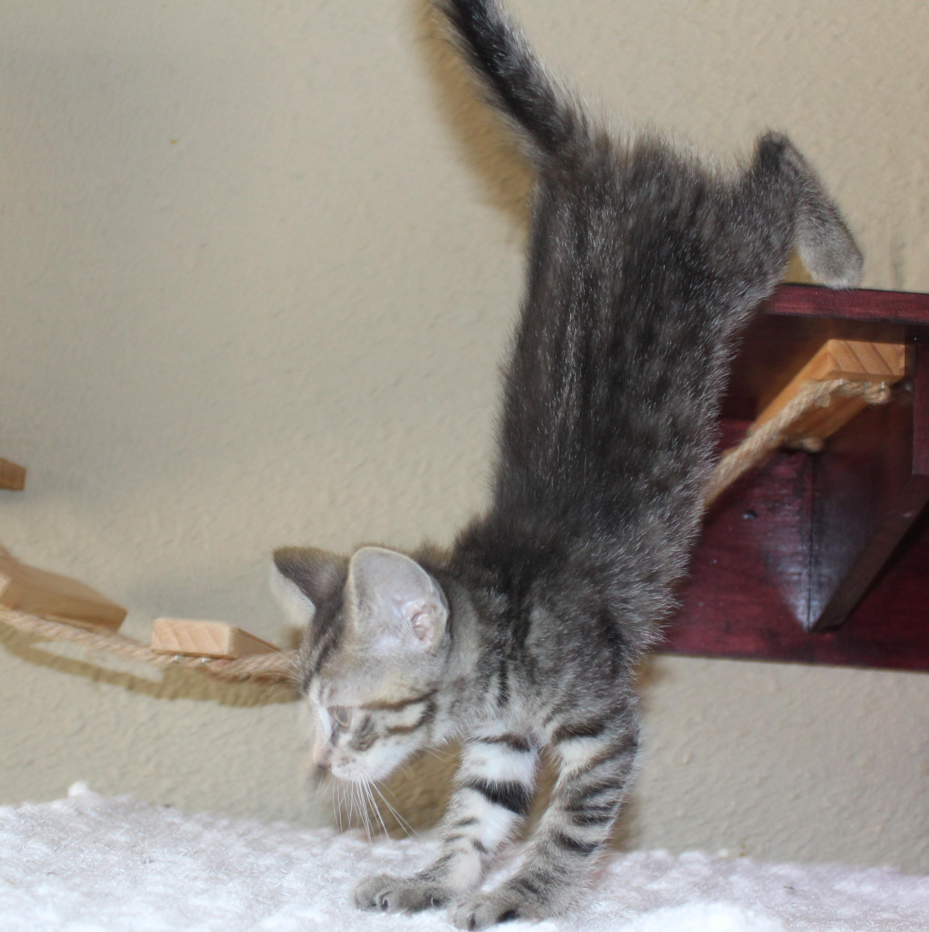 Ember, a Adoptable mixed breed in Huron, SD image 4/4