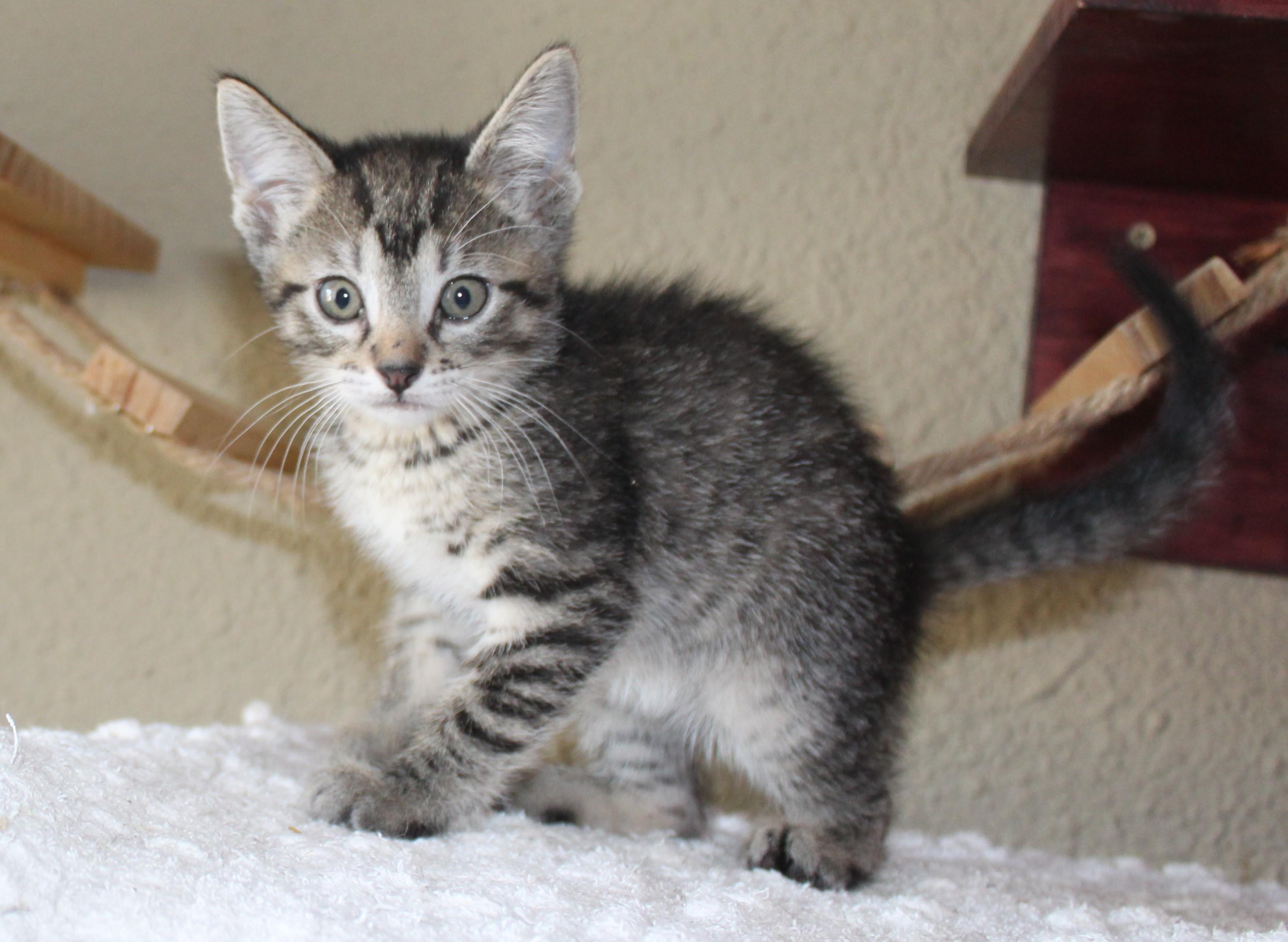 Ember, a Adoptable mixed breed in Huron, SD image 1/4