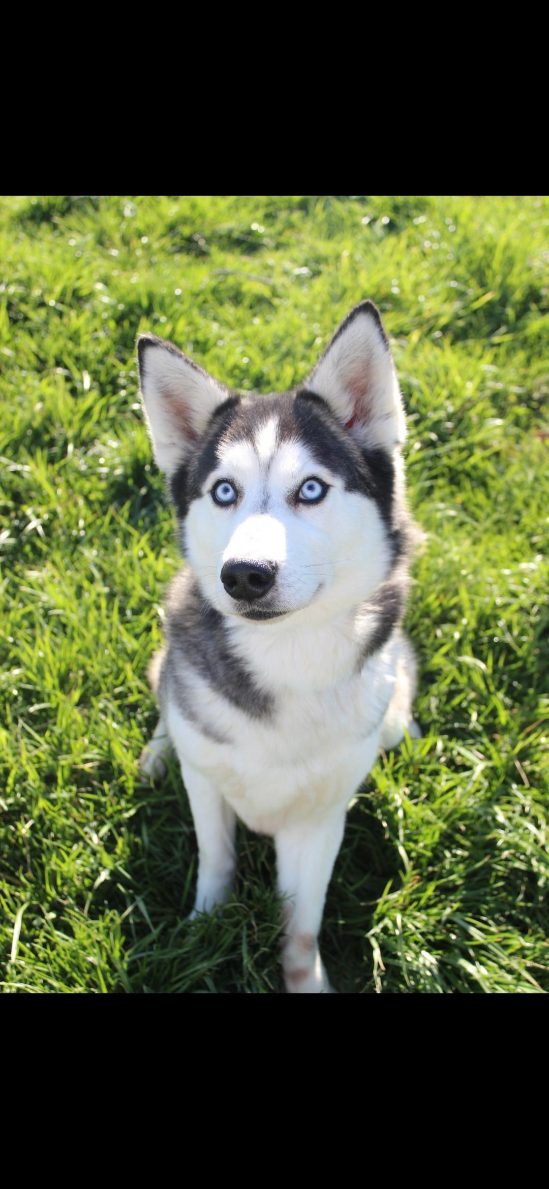 Enlarge Kimchi , an adopted Siberian Husky in Berea, KY image 1/1