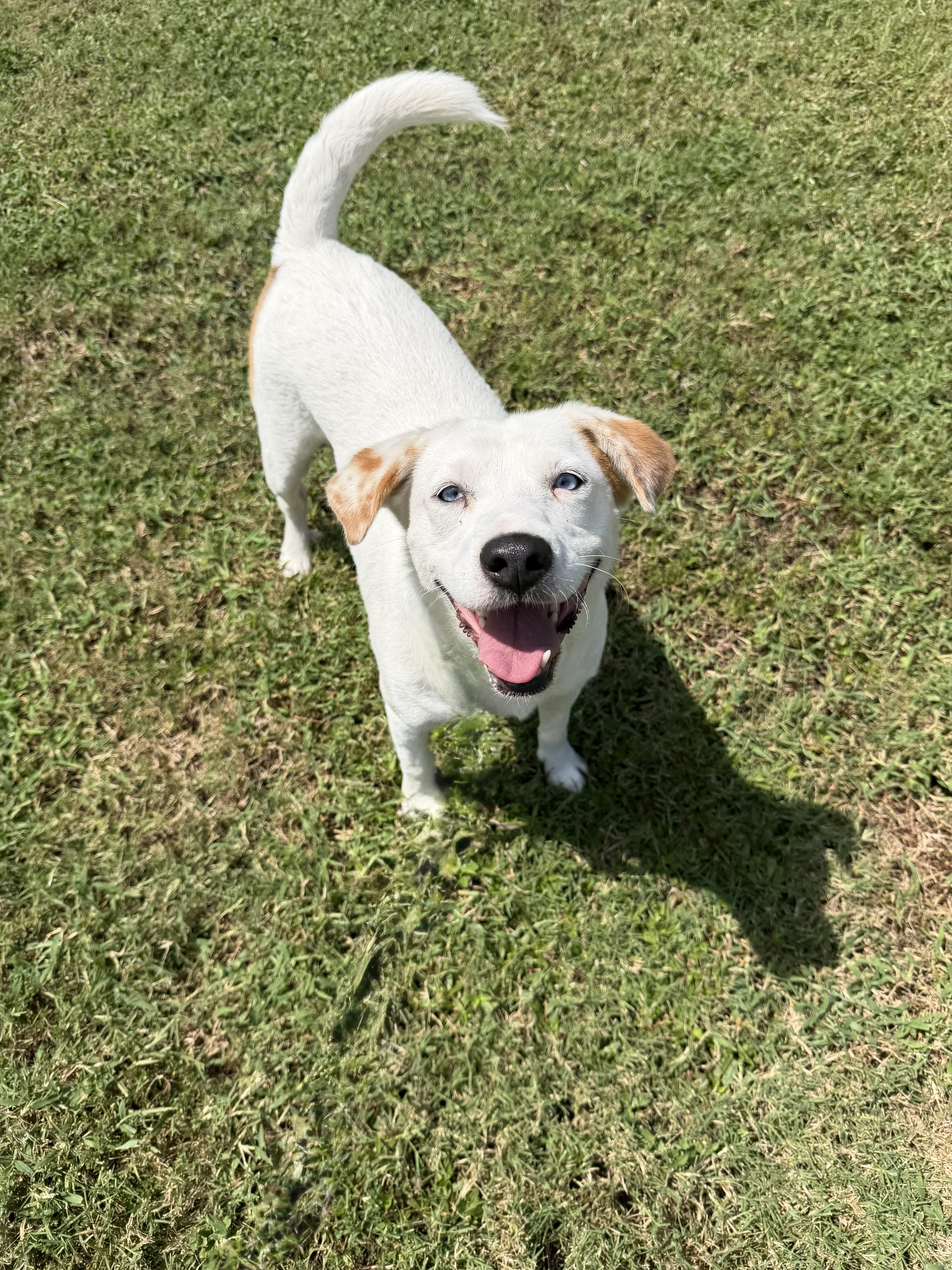 Barbie, Adoptable, Adult Female Labrador Retriever.