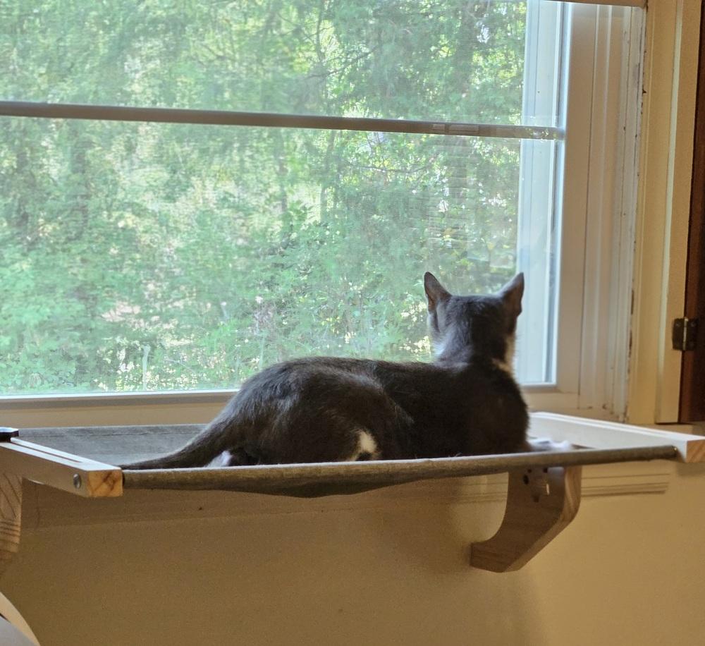 Bazinga!, Adoptable, Adult Female Domestic Short Hair.