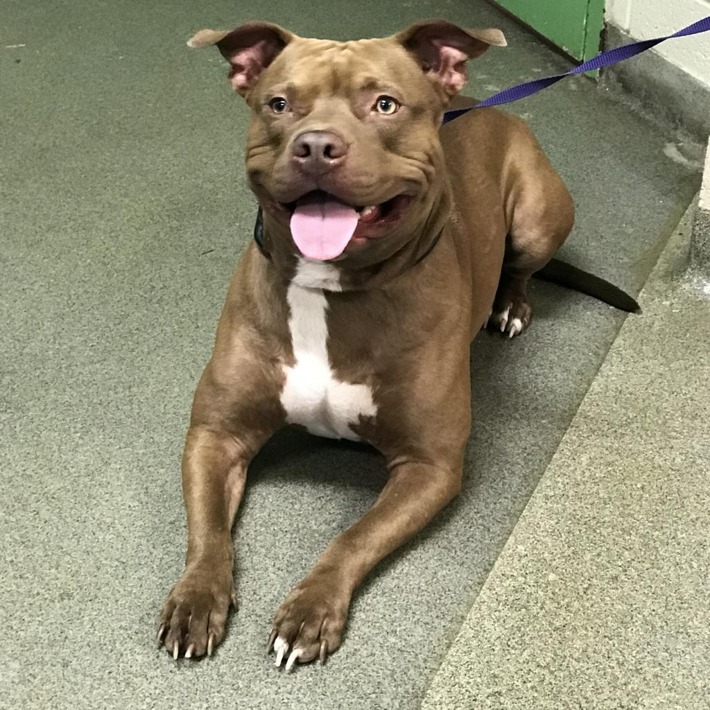 Zucchini, Adoptable, Senior Male American Staffordshire Terrier.