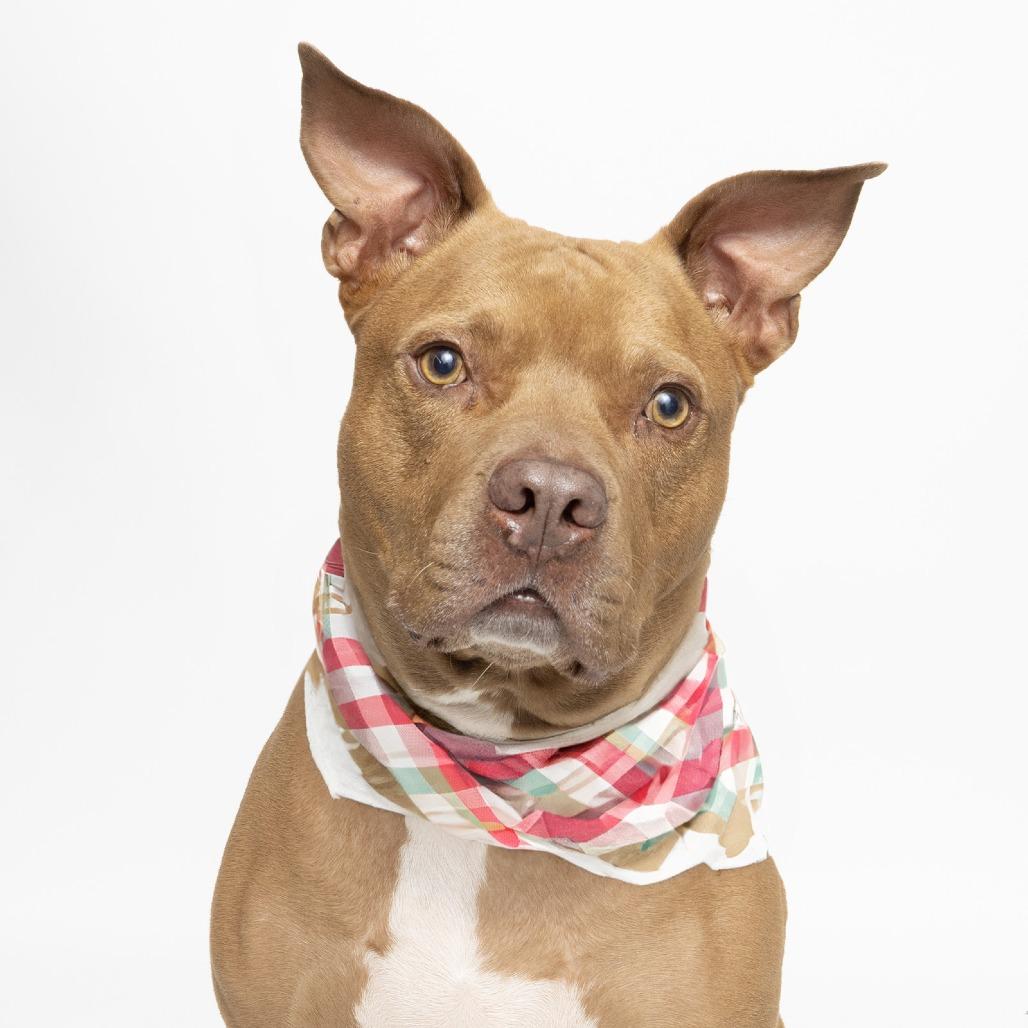 Enlarge Zucchini, a Adoptable American Staffordshire Terrier in Franklin, TN image 2/4