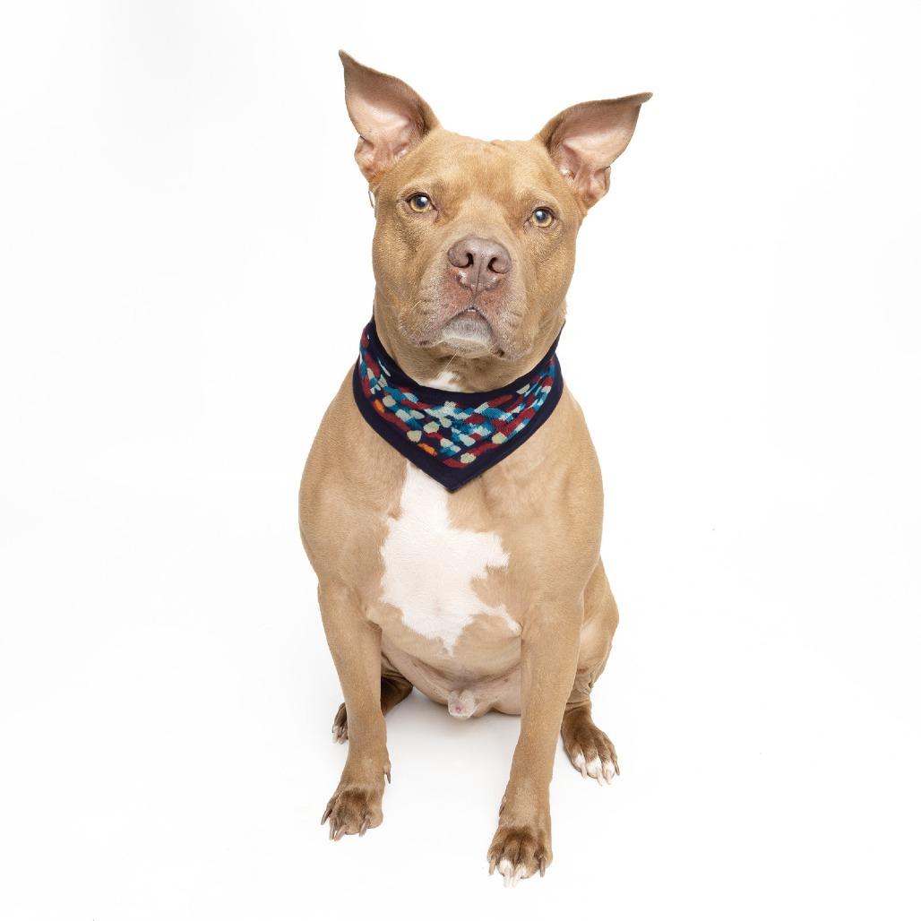 Enlarge Zucchini, a Adoptable American Staffordshire Terrier in Franklin, TN image 3/4