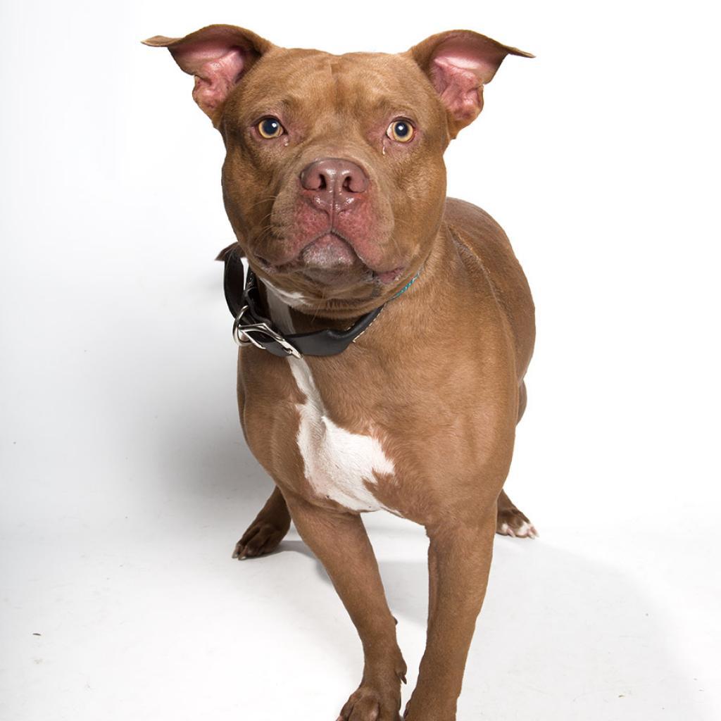 Enlarge Zucchini, a Adoptable American Staffordshire Terrier in Franklin, TN image 4/4